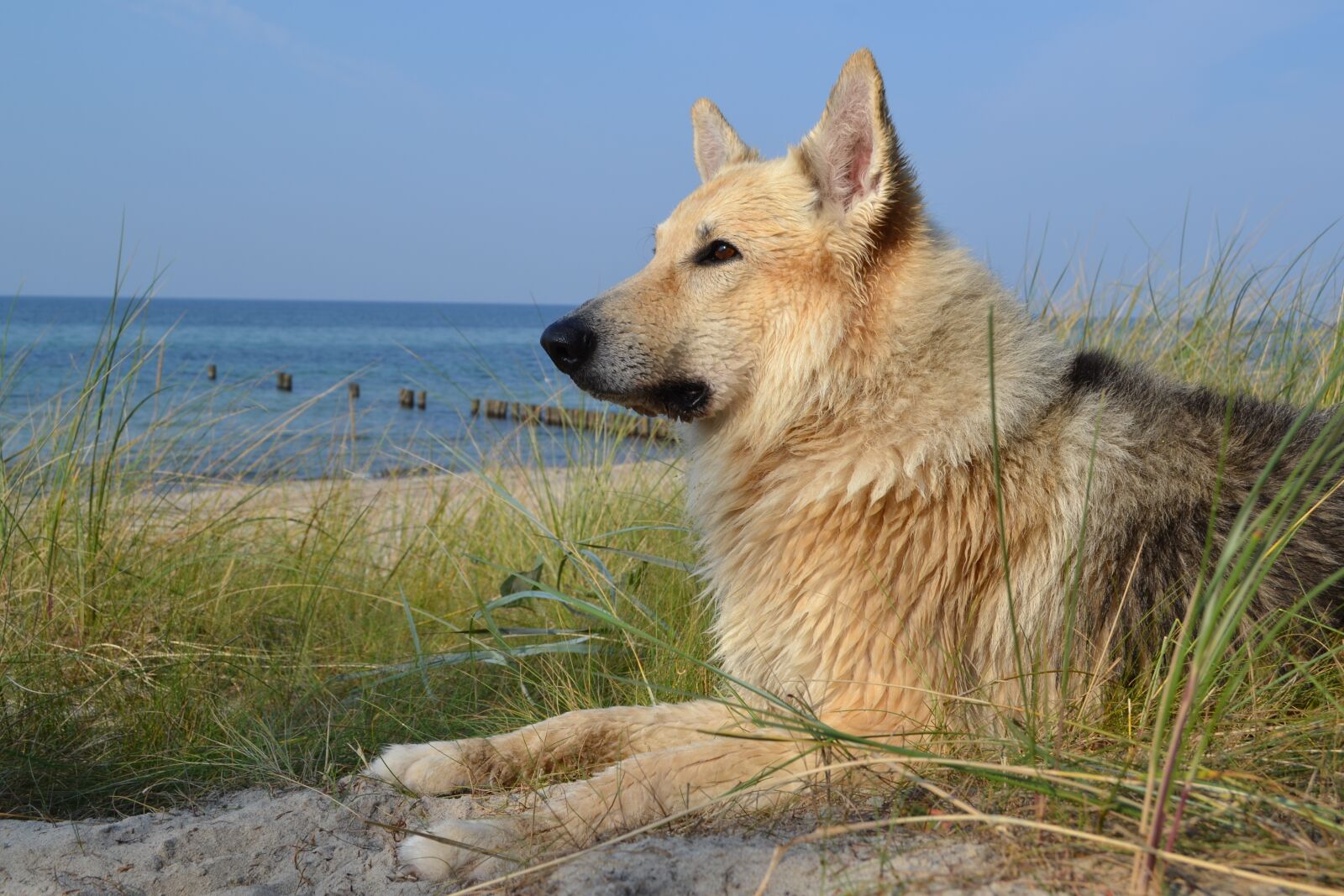 Nikon D3100 sample photo. Animal, dog, sled dog photography