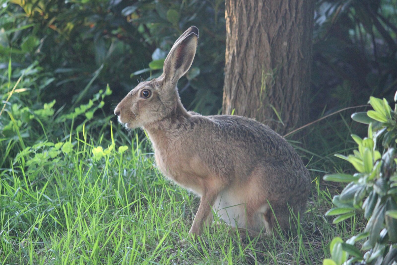 Canon EOS 600D (Rebel EOS T3i / EOS Kiss X5) sample photo. Hare, wild hare, long photography