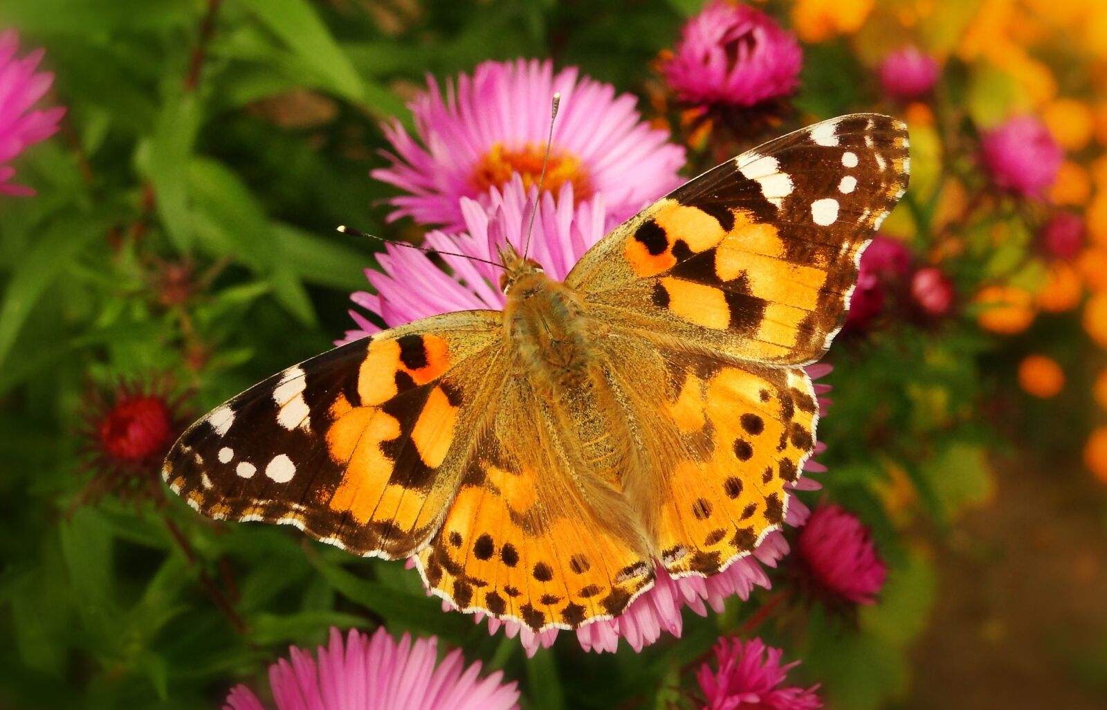 Sony Cyber-shot DSC-HX1 sample photo. Butterfly day, nature, insect photography