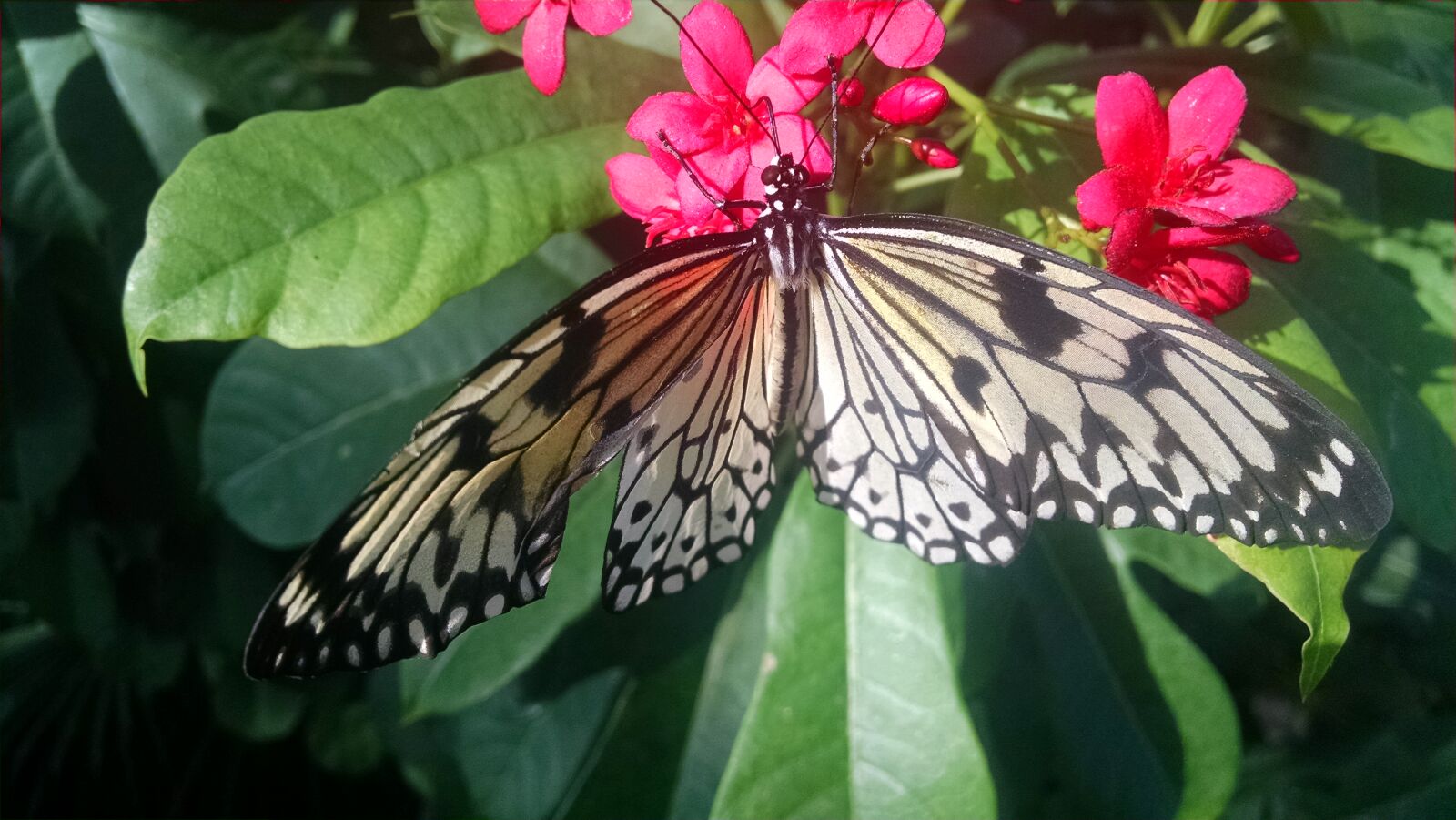 Motorola XT1080 sample photo