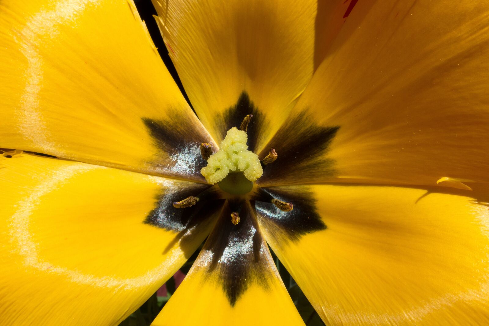 Sony Cyber-shot DSC-RX100 III sample photo. Tulip, stamp, stamens photography