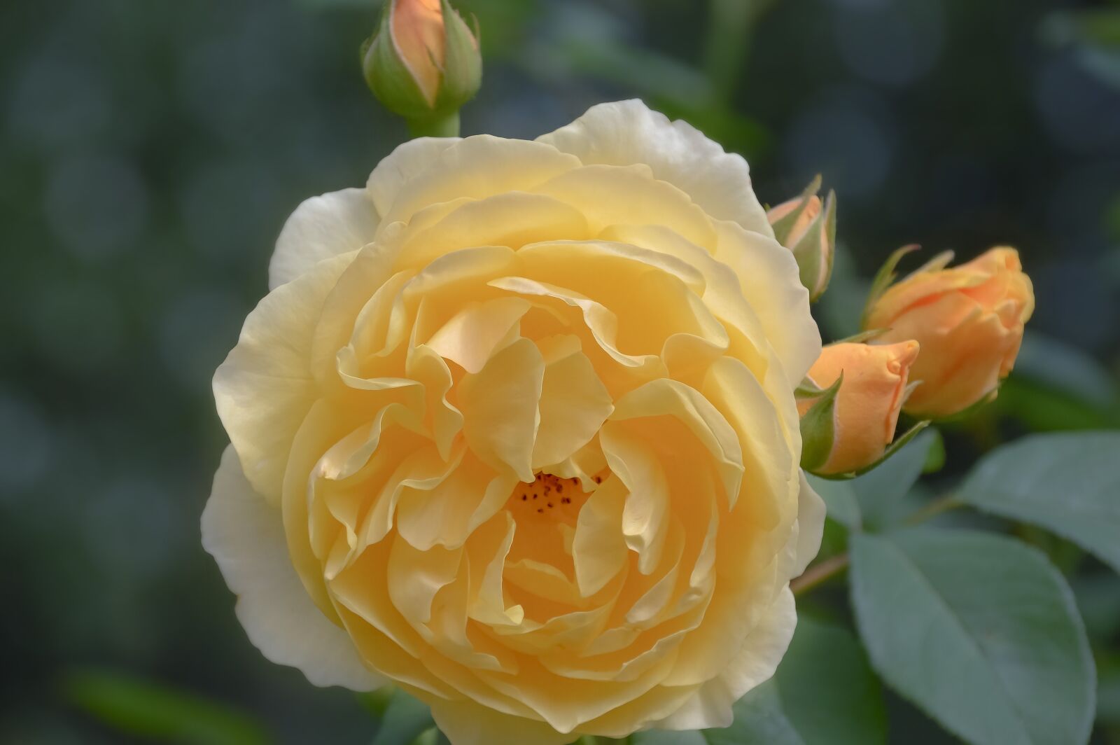 Nikon D3200 sample photo. Flowers, roses, nature photography
