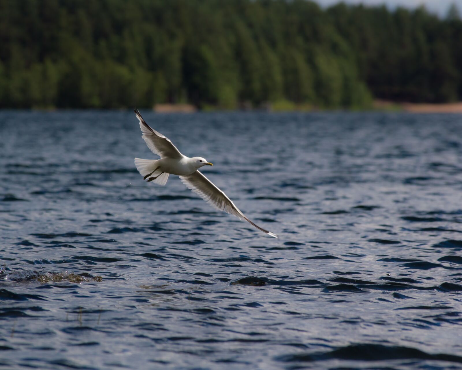 Canon EOS 550D (EOS Rebel T2i / EOS Kiss X4) + Canon EF 100-300mm f/5.6L sample photo. Seagull, mew, fly photography