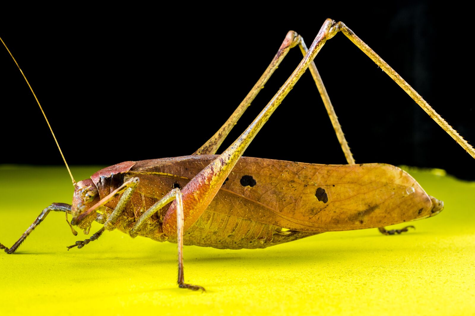 Nikon D5200 sample photo. Grasshopper, viridissima, insect photography