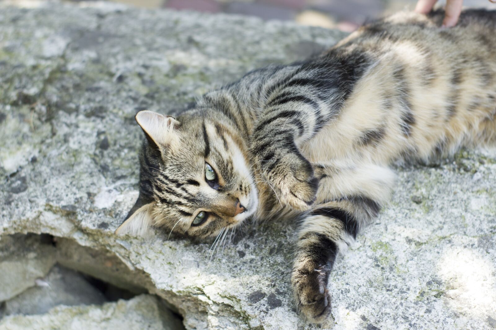 Canon EOS 550D (EOS Rebel T2i / EOS Kiss X4) sample photo. Cat, cats, animals photography