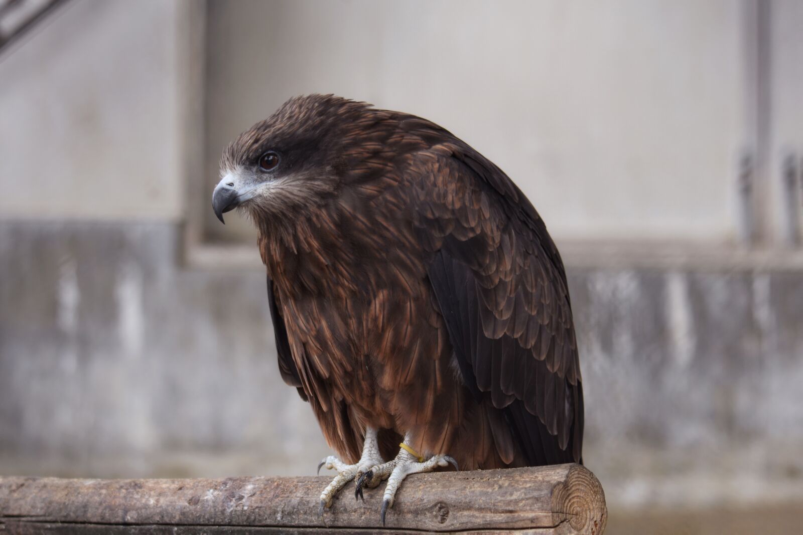 Nikon D7200 sample photo. Animal, bird, wild birds photography