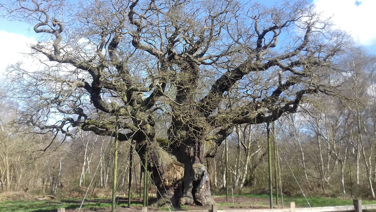 Samsung Galaxy J3(2016) sample photo. Sherwood forest, great oak photography