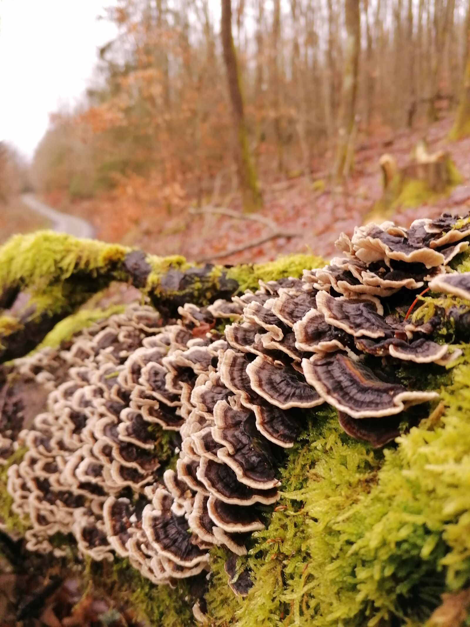 HUAWEI P30 LITE sample photo. Mushrooms, forest, away photography
