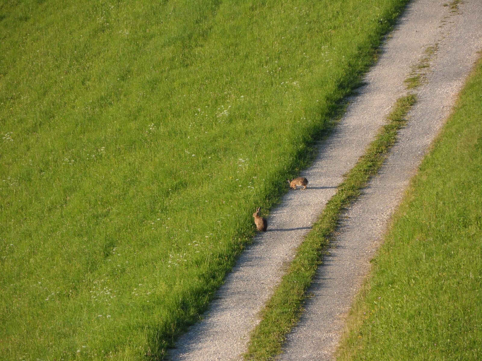 Samsung ST200 / ST200F / ST201 / ST201F / ST205F sample photo. Meadow, hare, wild live photography