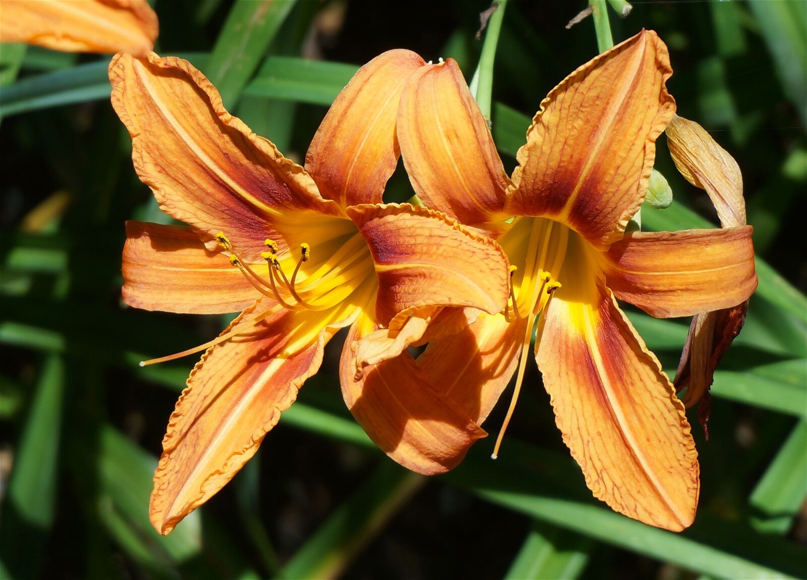 Sony Alpha NEX-5T sample photo. Day lily pair, lily photography
