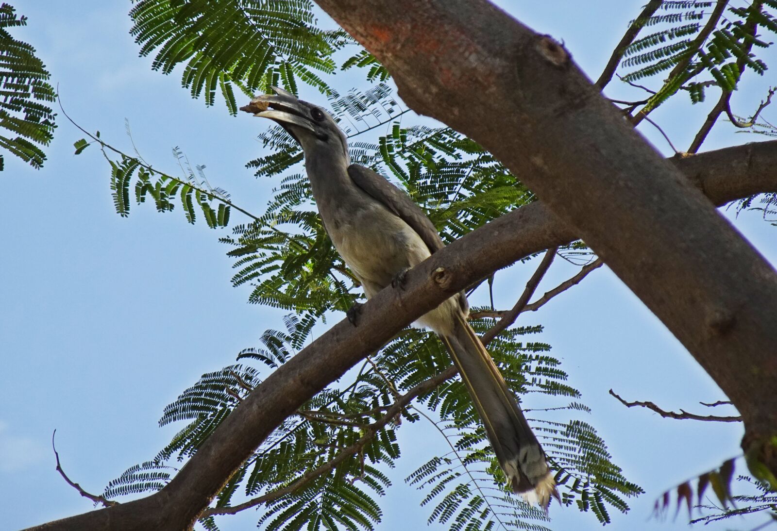 Sony DSC-WX800 sample photo. Bird, hornbill, indian grey photography