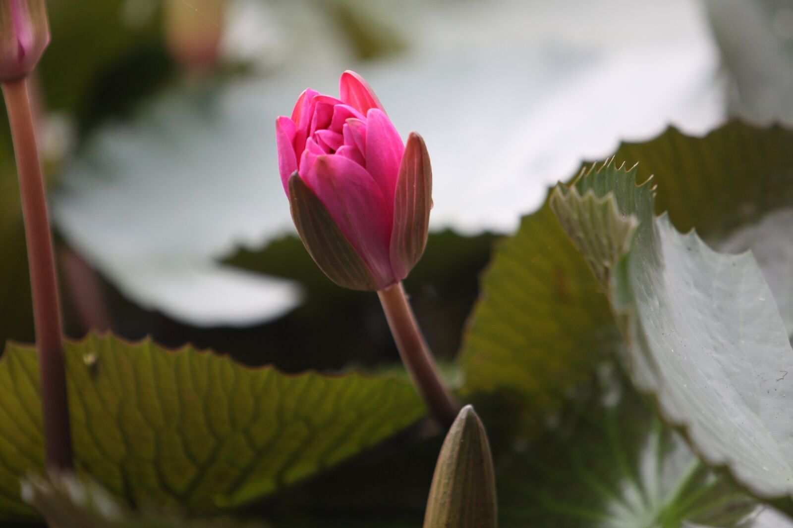 Canon EOS 50D sample photo. Lotus, flower, nature photography