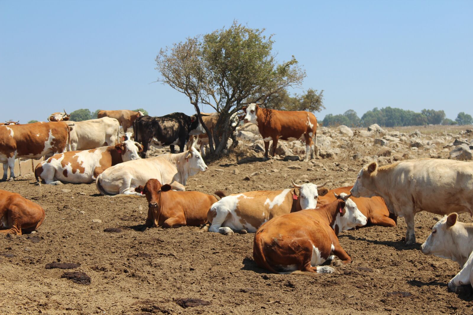 Canon EOS 600D (Rebel EOS T3i / EOS Kiss X5) sample photo. Cows, farm, animal photography