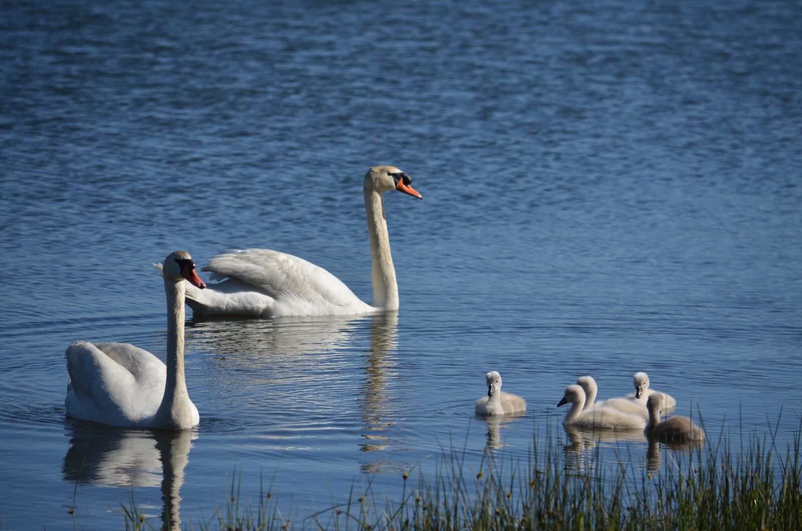 Nikon D5100 sample photo. Swans, marshes, dacova photography