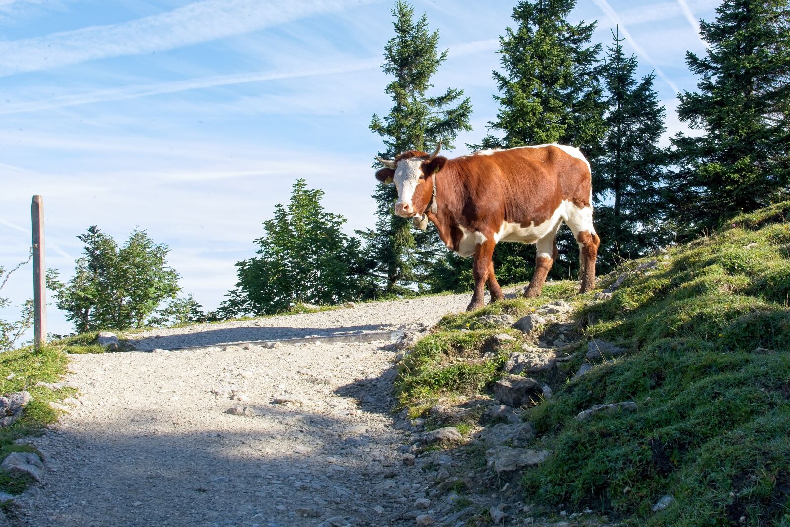 Nikon D7100 sample photo. Cow, trail, nature photography