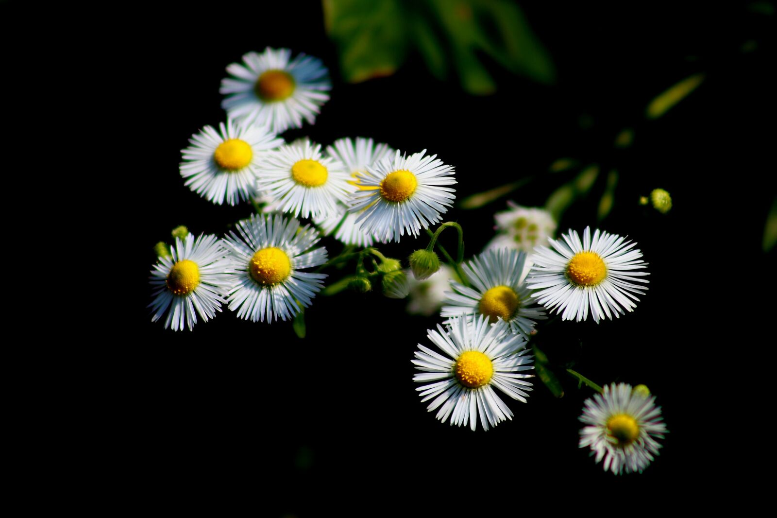 Canon EOS 5D Mark II sample photo. Plants, flowers, green photography