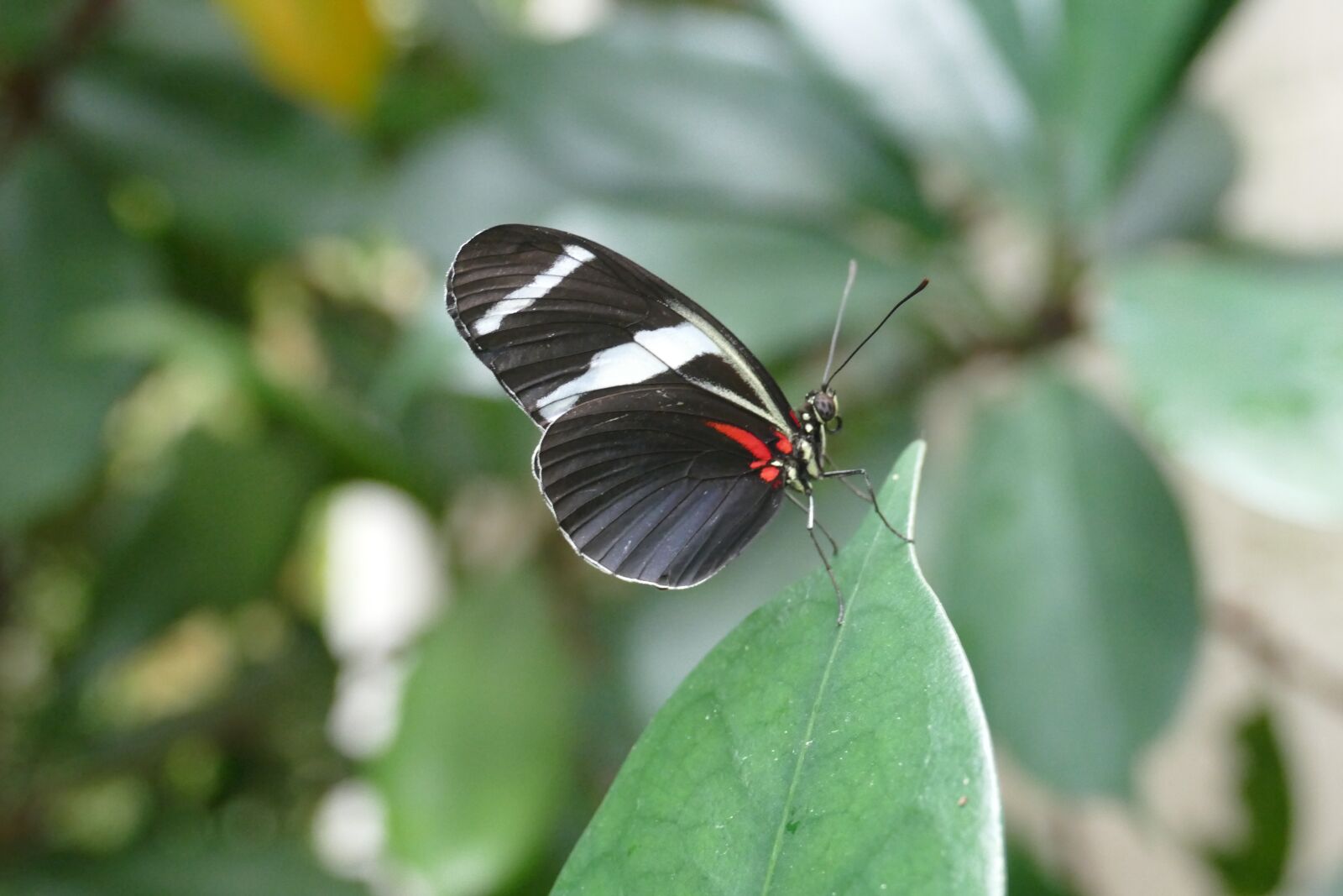 Panasonic Lumix DMC-FZ1000 sample photo. Insect, flying, butterfly photography