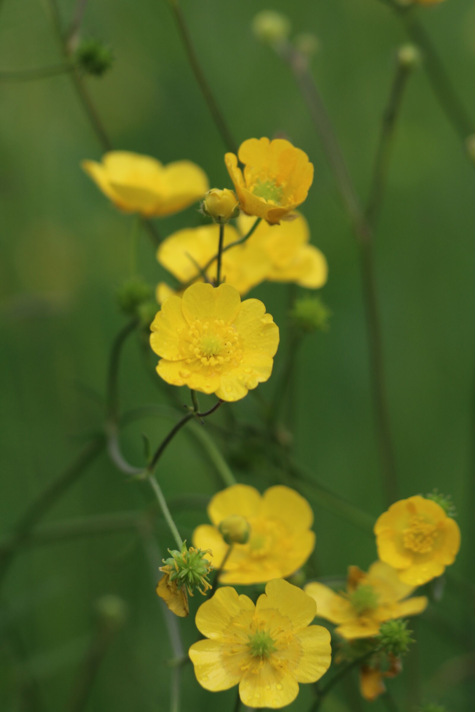 Canon EOS 70D + Canon EF 70-300 F4-5.6 IS II USM sample photo. Buttercups, wild flower, flower photography