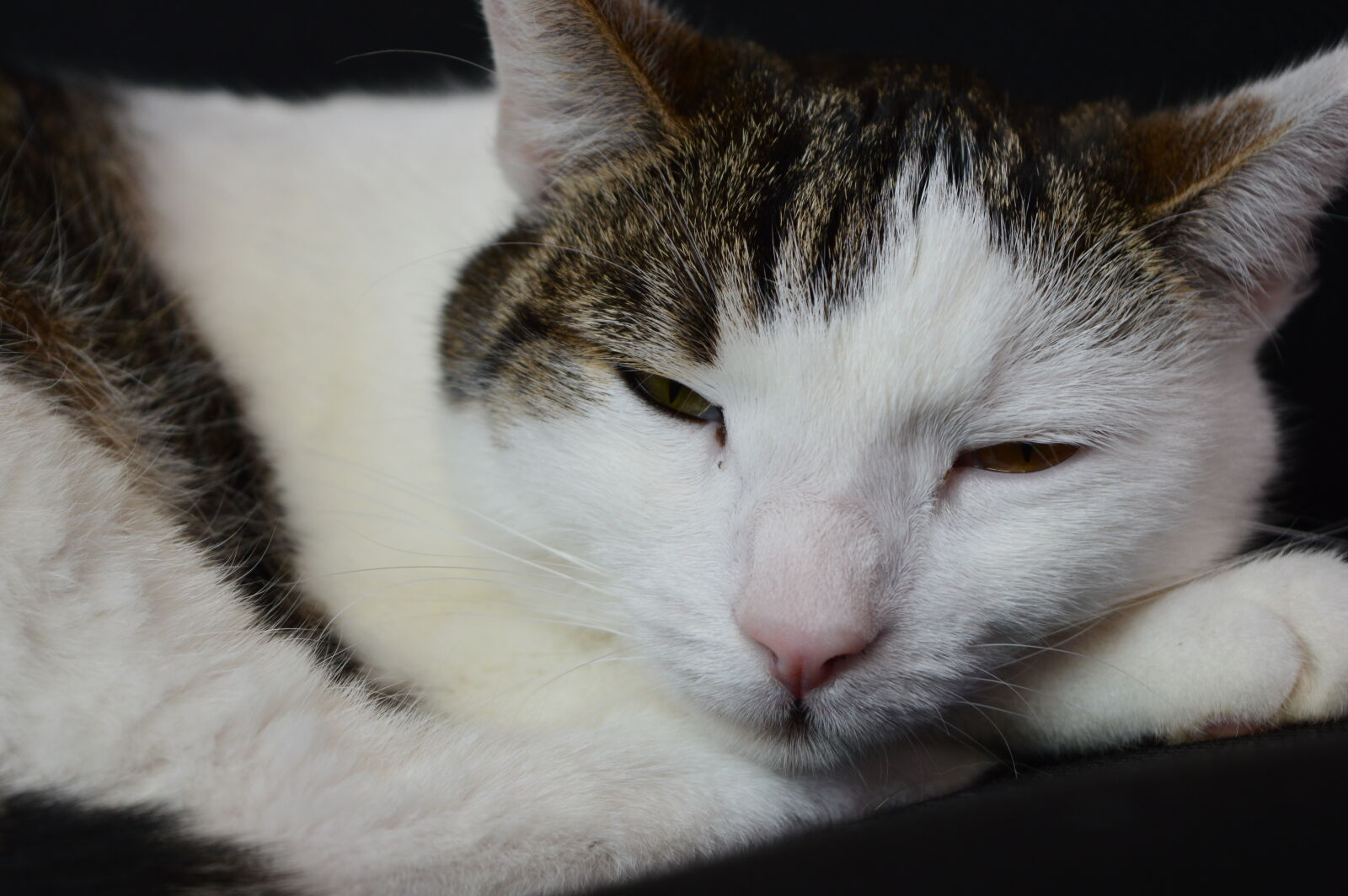 Nikon D3200 sample photo. Katze, minka photography