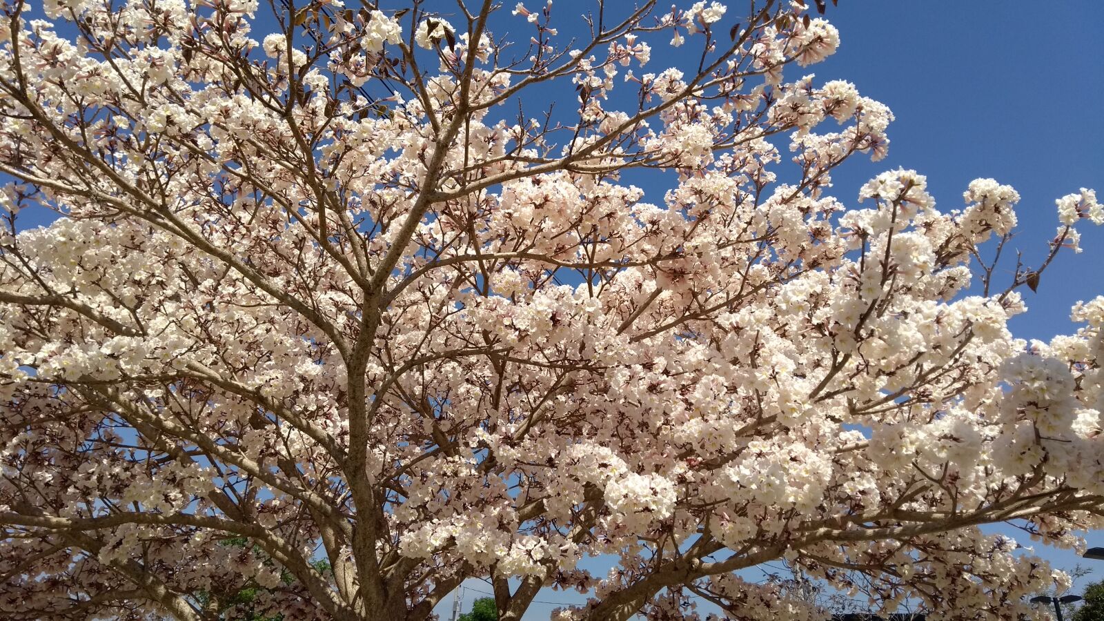 Motorola Moto G (5th Gen) sample photo. Tree, blossom, spring photography