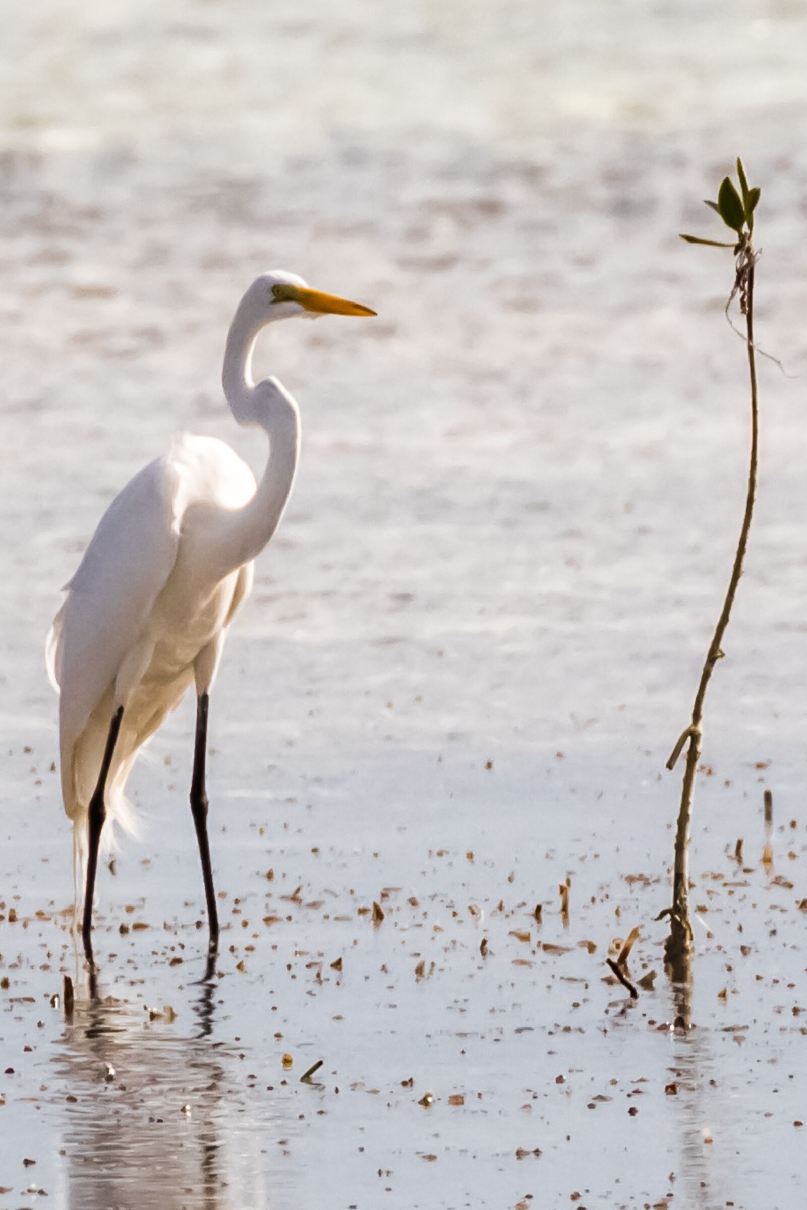 Canon EOS 7D Mark II + Canon EF 100-400mm F4.5-5.6L IS II USM sample photo. Cuba, cayo coco, garz photography