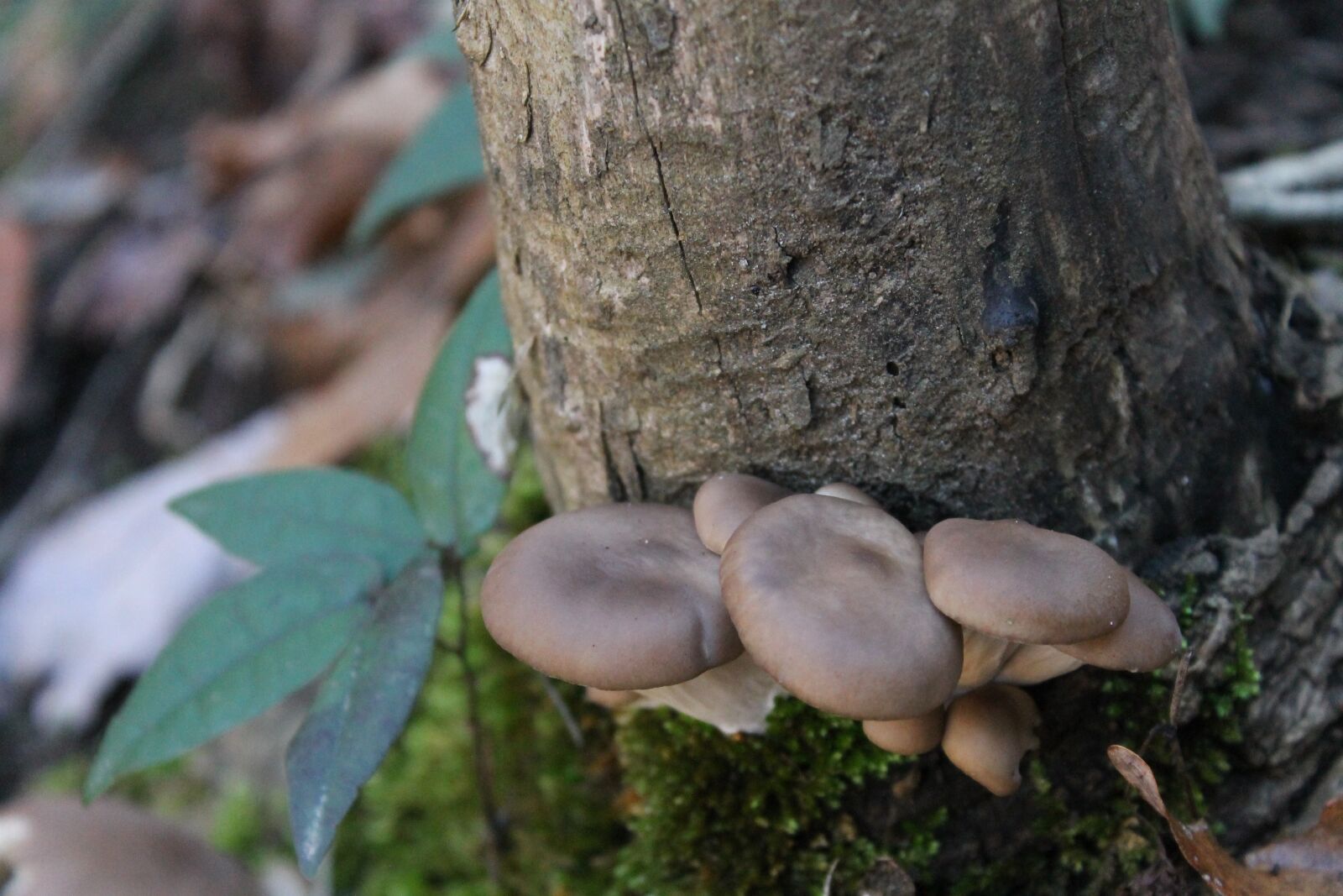 Canon EOS 1100D (EOS Rebel T3 / EOS Kiss X50) sample photo. Mushrooms, trees, moss photography