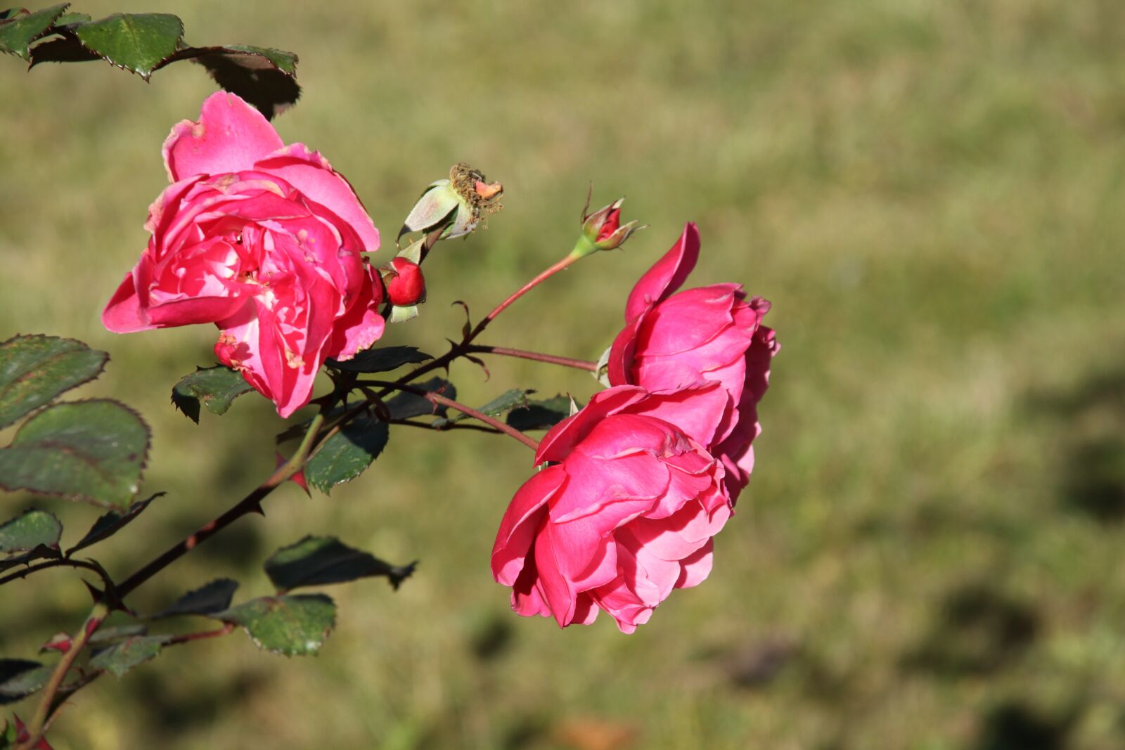 Canon EOS 50D sample photo. Rose, roses, flower photography
