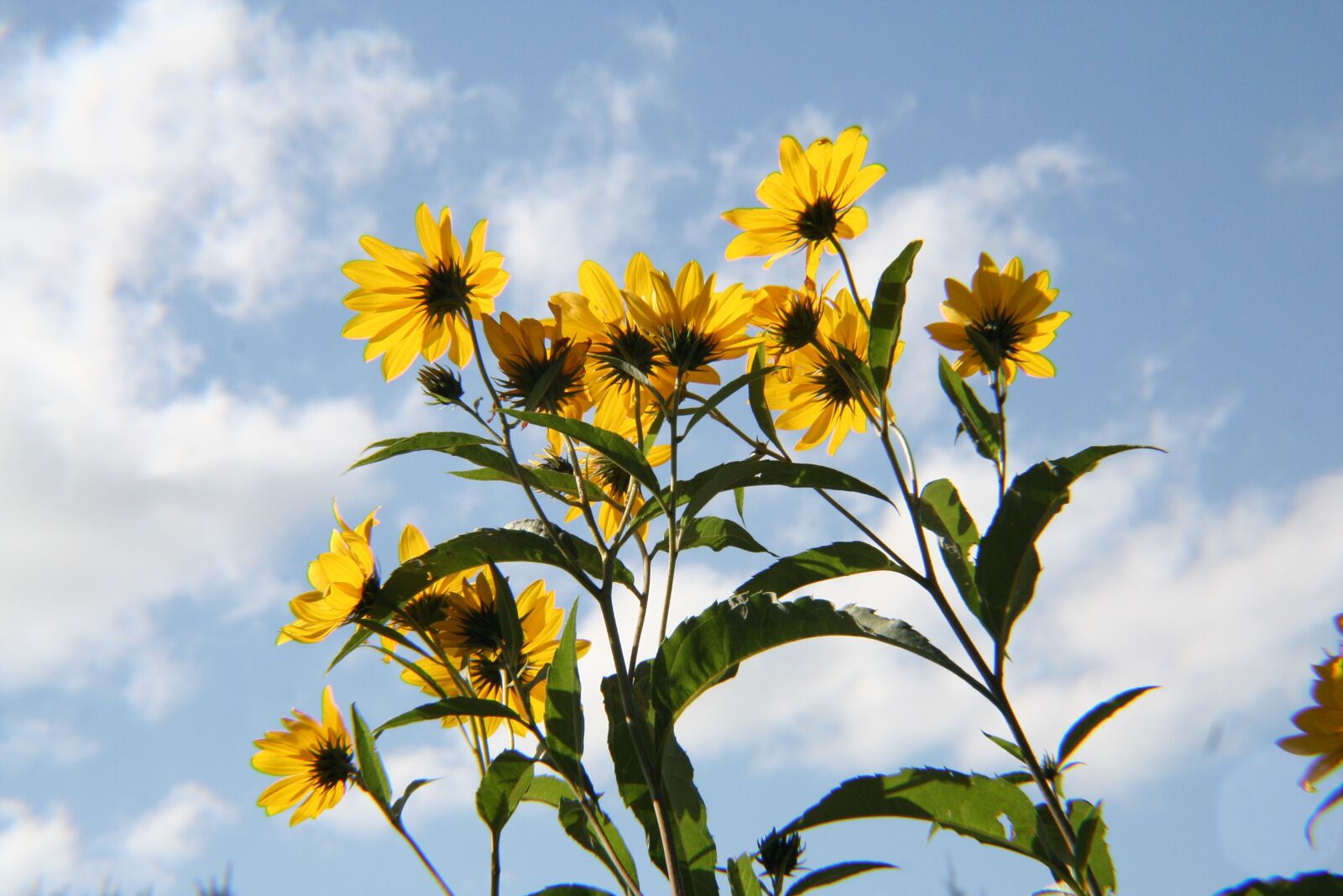 Canon EOS 350D (EOS Digital Rebel XT / EOS Kiss Digital N) sample photo. Black-eyed susan, rudbeckia, black-eyed photography