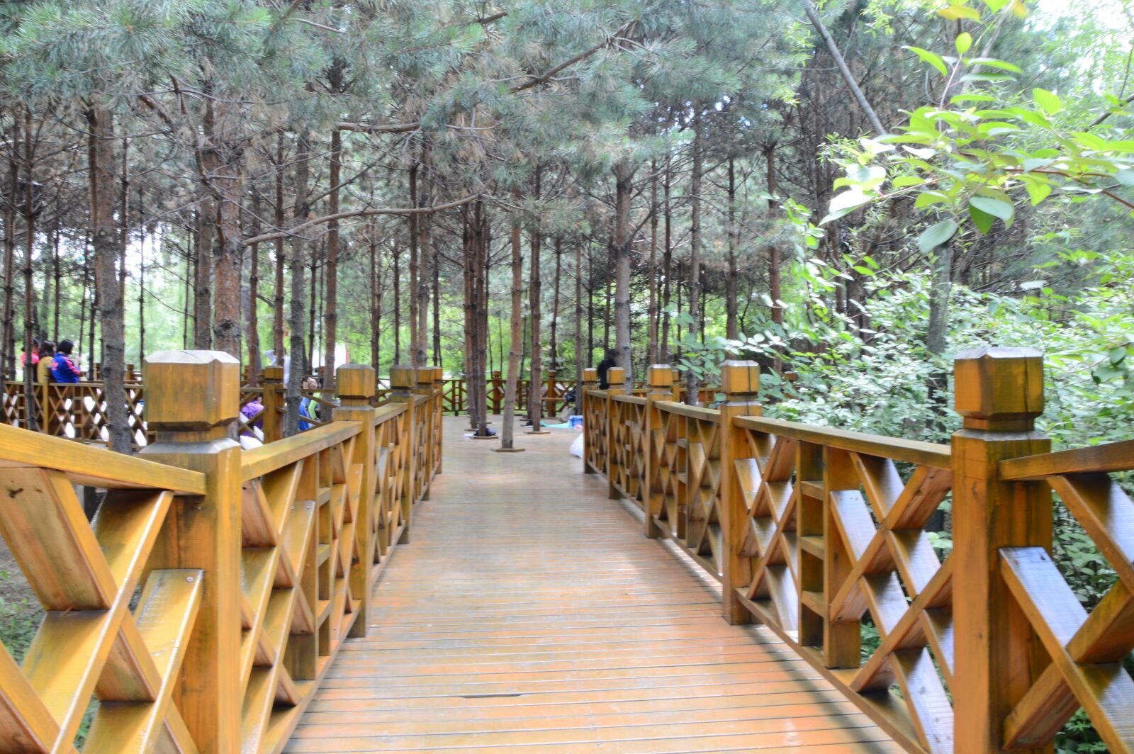 Nikon D3200 sample photo. Lake, tree, park photography