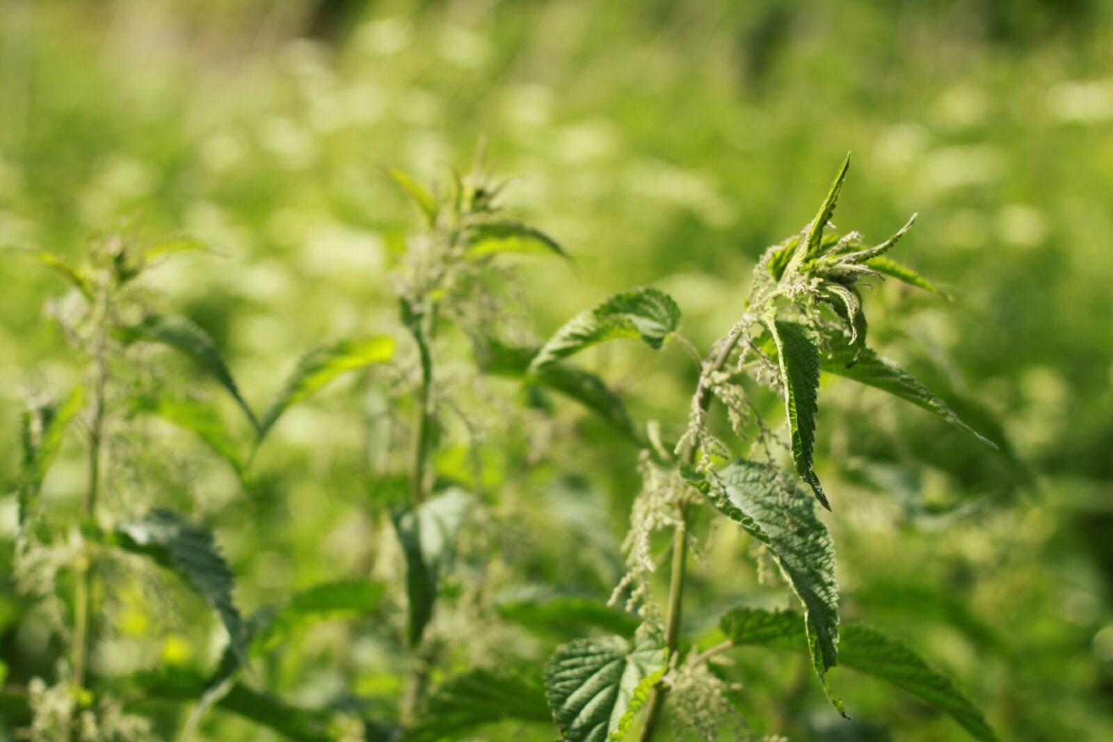 Canon EOS 50D sample photo. Nettle, grass, summer photography