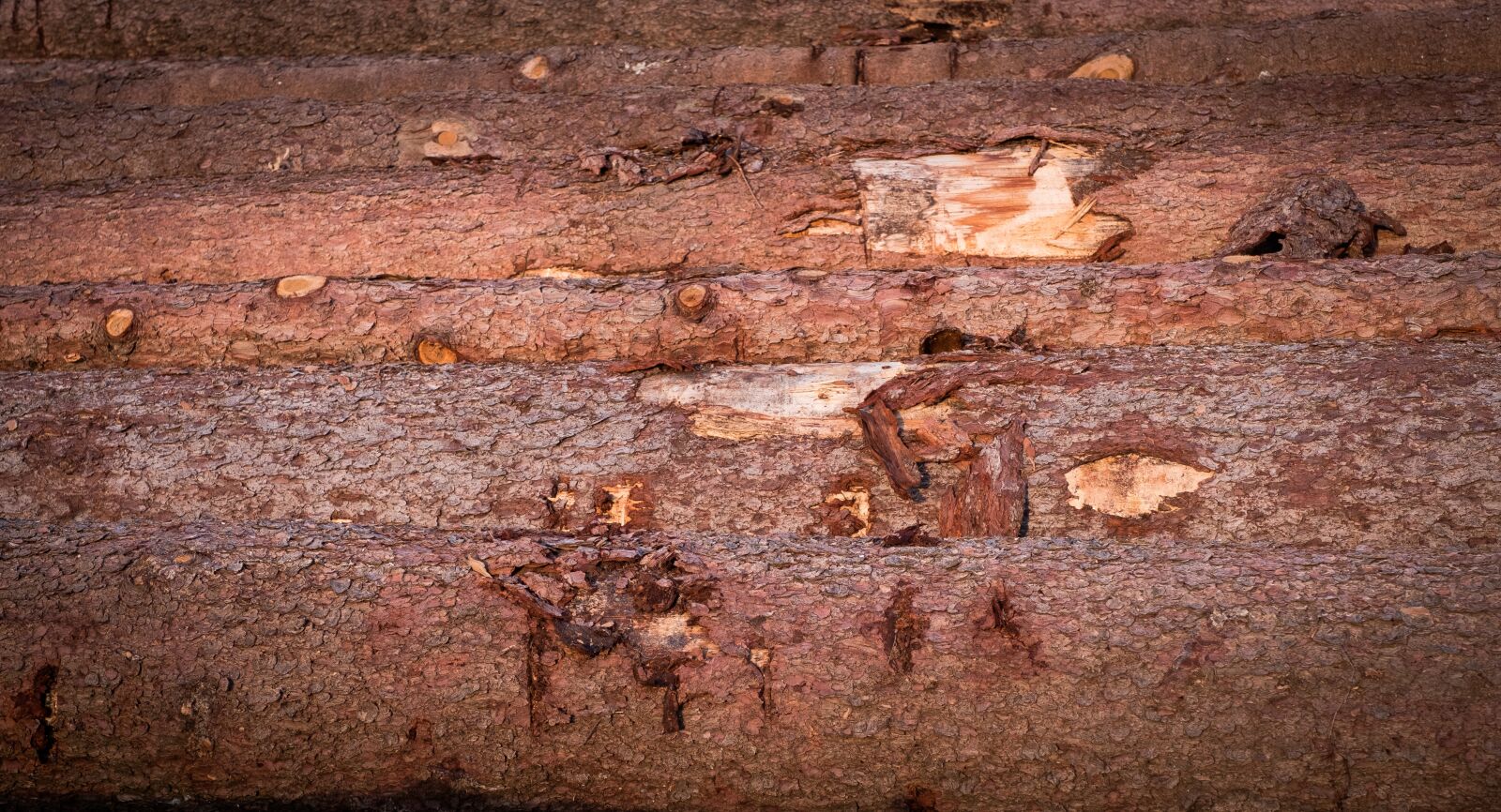 Fujifilm X-T2 sample photo. Wood, tree trunks, annual photography