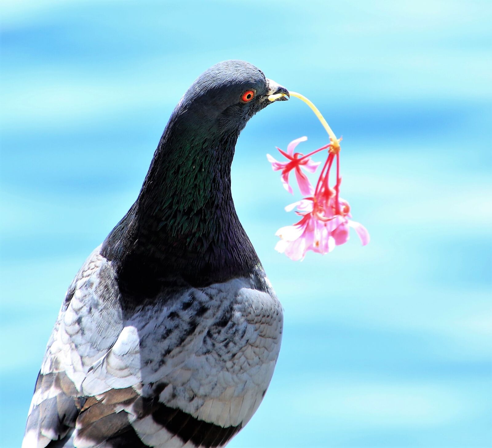 Canon EOS 7D Mark II sample photo. Bird, nature, dove photography