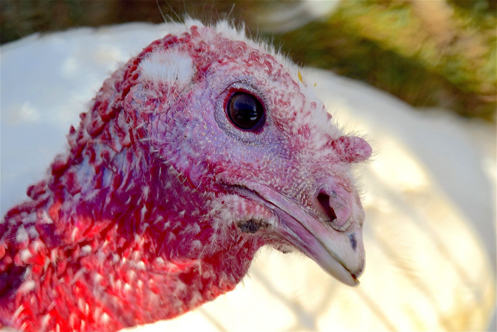 Nikon D3300 sample photo. Turkey, farm, bird photography