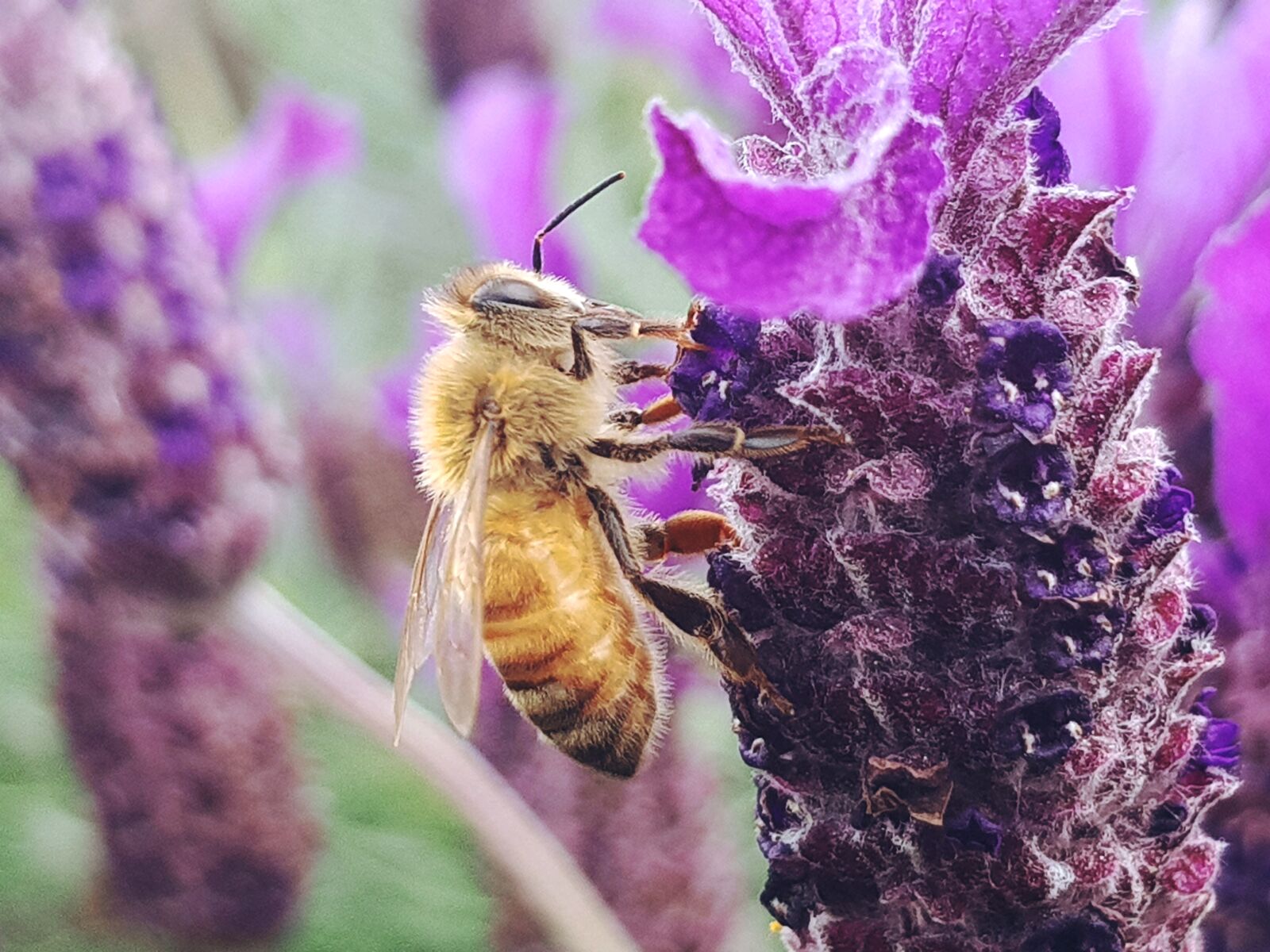 Samsung Galaxy S8 sample photo. Bee, bloom, blossom, bumblebee photography
