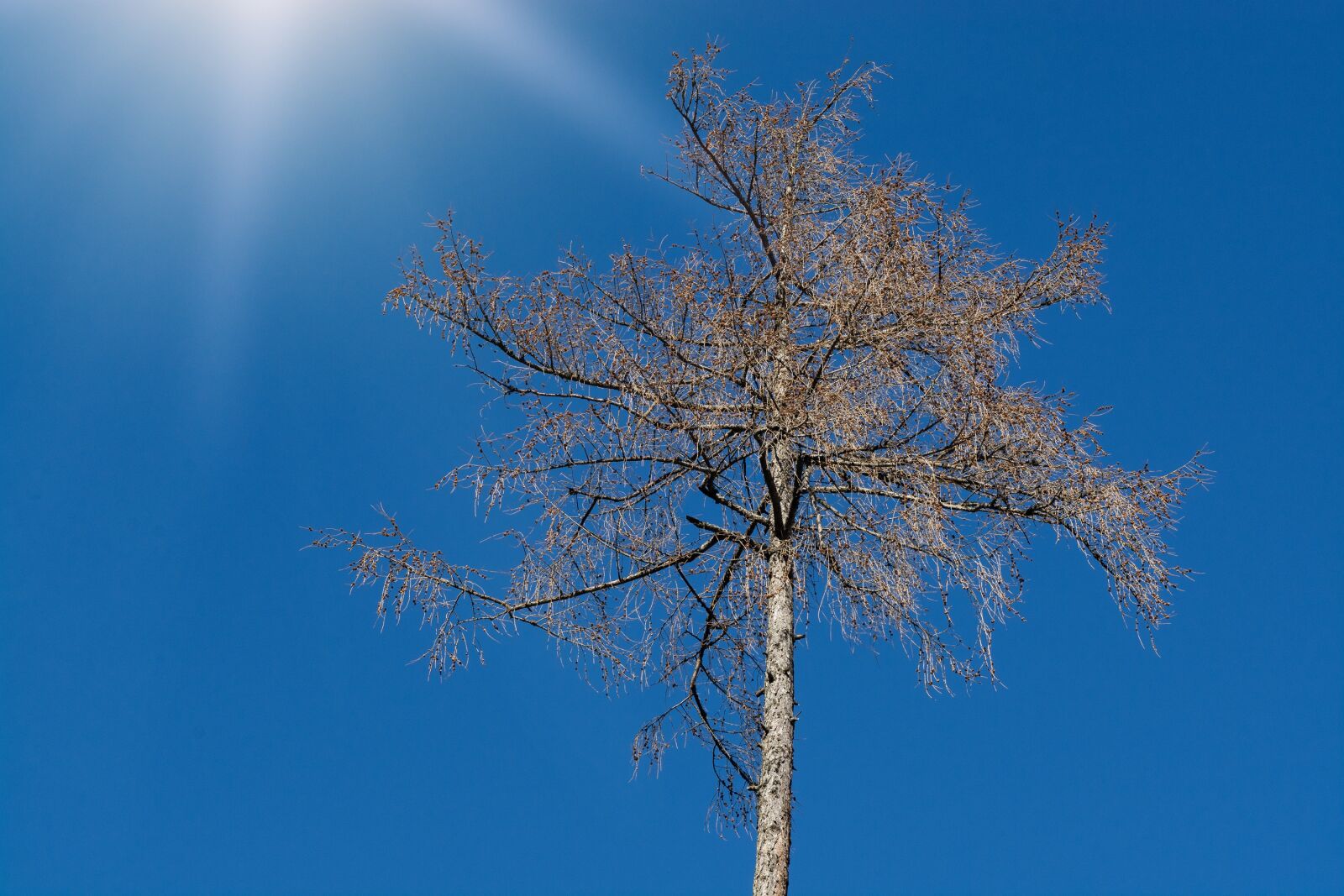 Nikon D7100 sample photo. Tree, tree top, crown photography