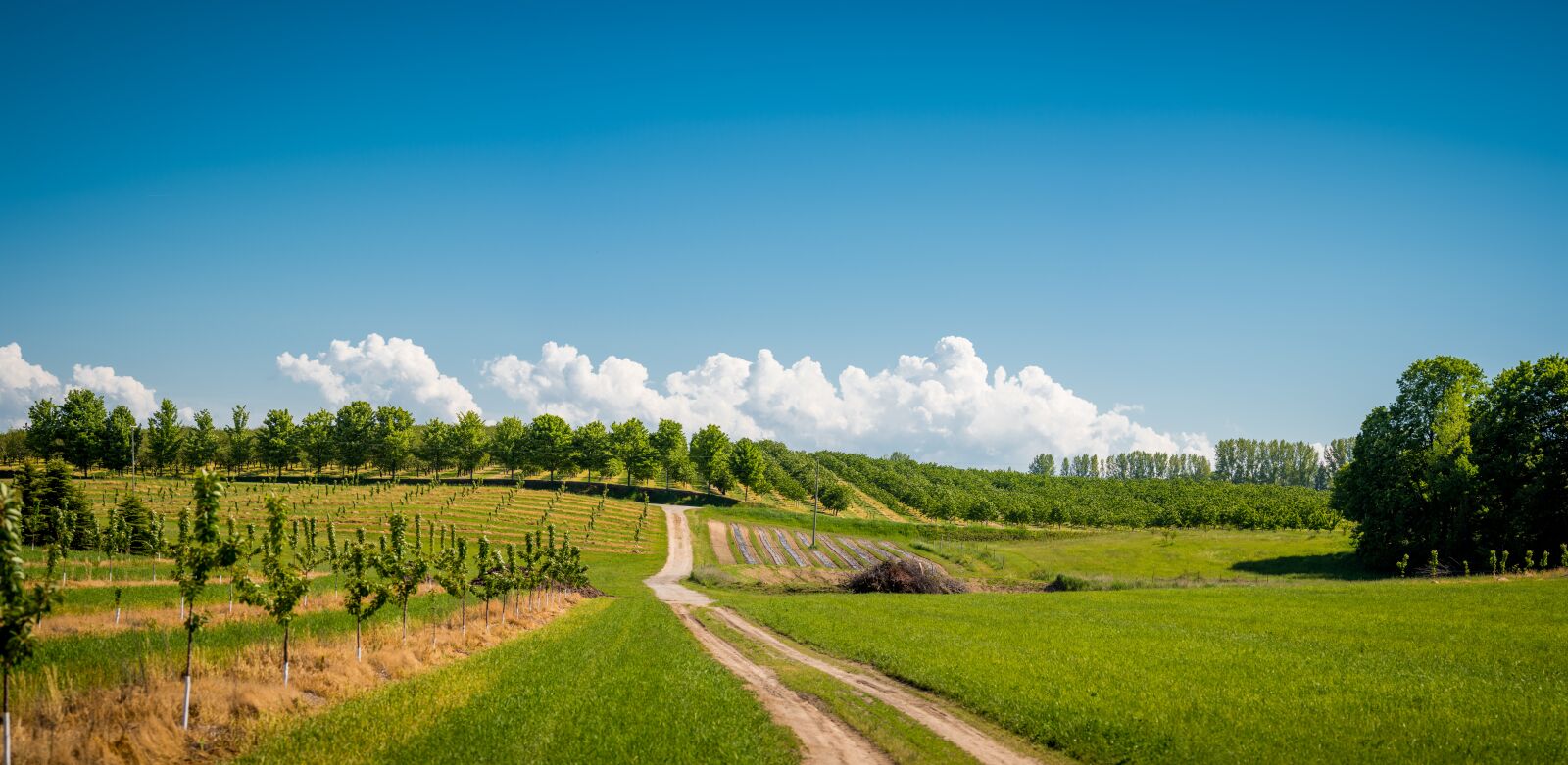 Nikon D810 sample photo. Orchard, farming, fruit photography