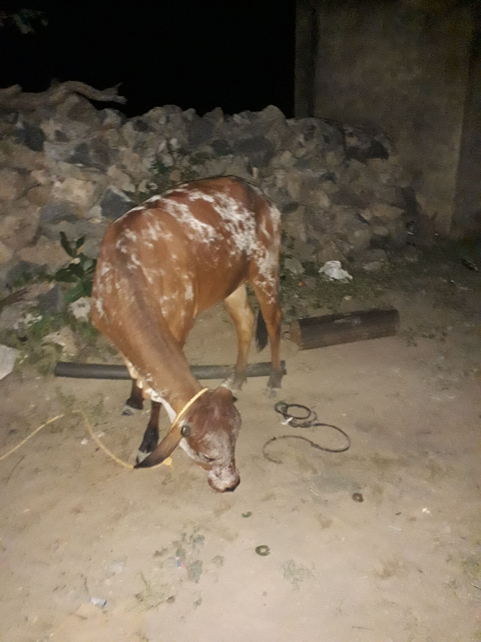 Samsung Galaxy J4 sample photo. Indian, cow, krishna photography