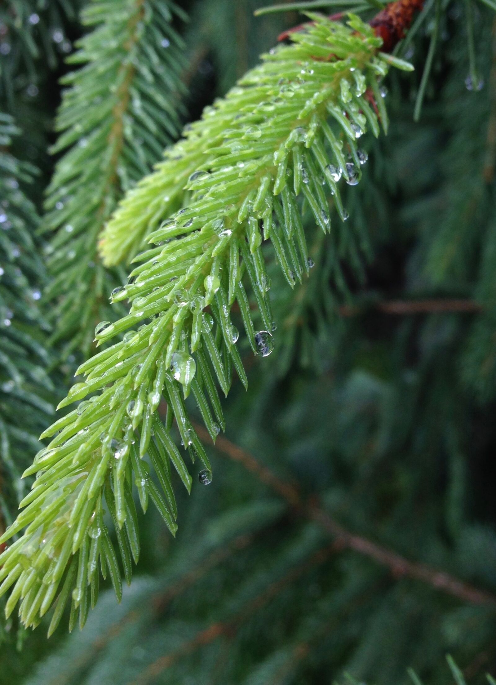 iPhone 5 back camera 4.12mm f/2.4 sample photo. Pine, fir, evergreen photography