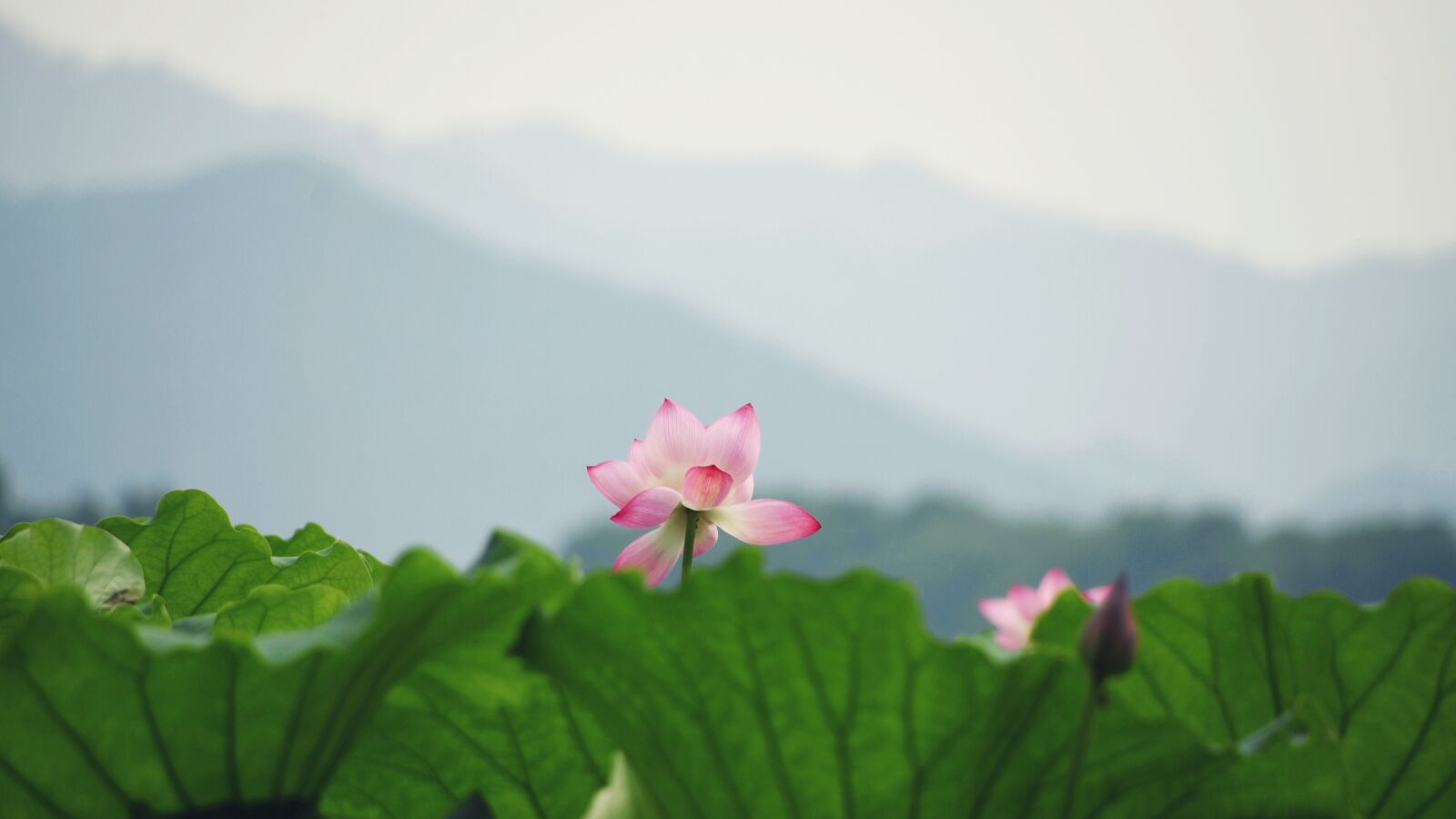 Nikon D7200 sample photo. Flower, flowering, leaf photography