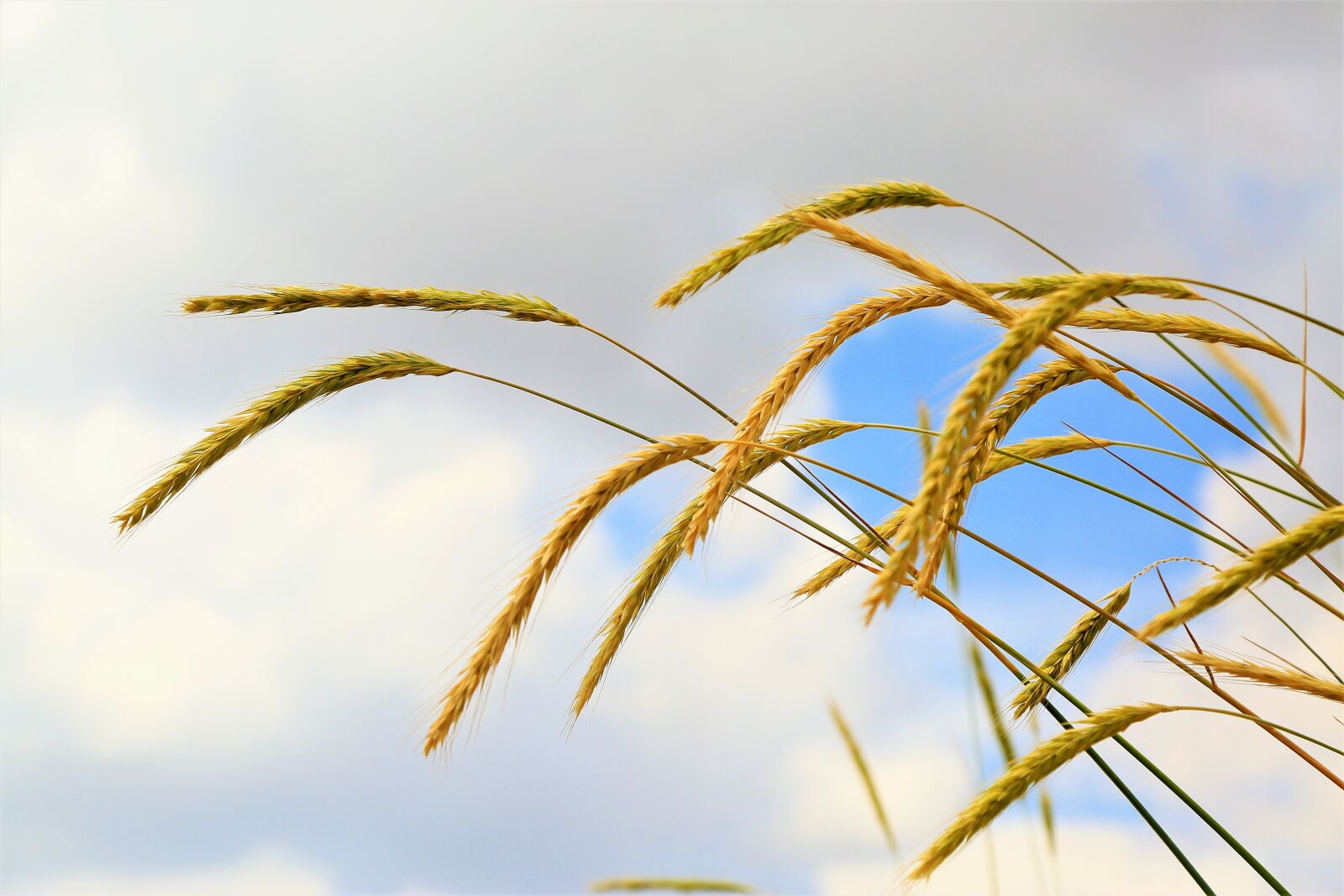 Canon EOS 5D Mark III sample photo. Spike, grain, nature photography