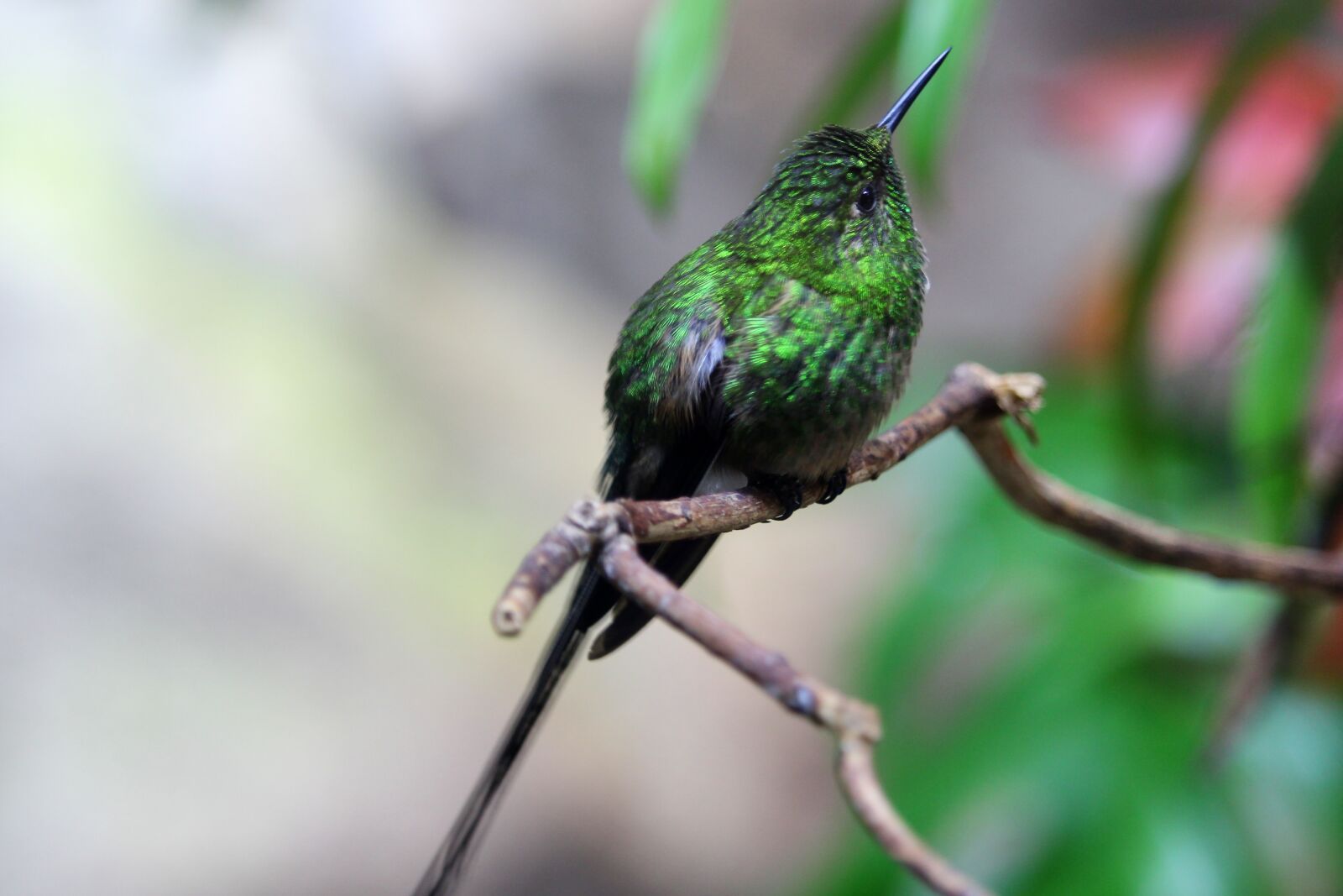 Canon EF-S 55-250mm F4-5.6 IS STM sample photo. Hummingbird, bird, nature photography