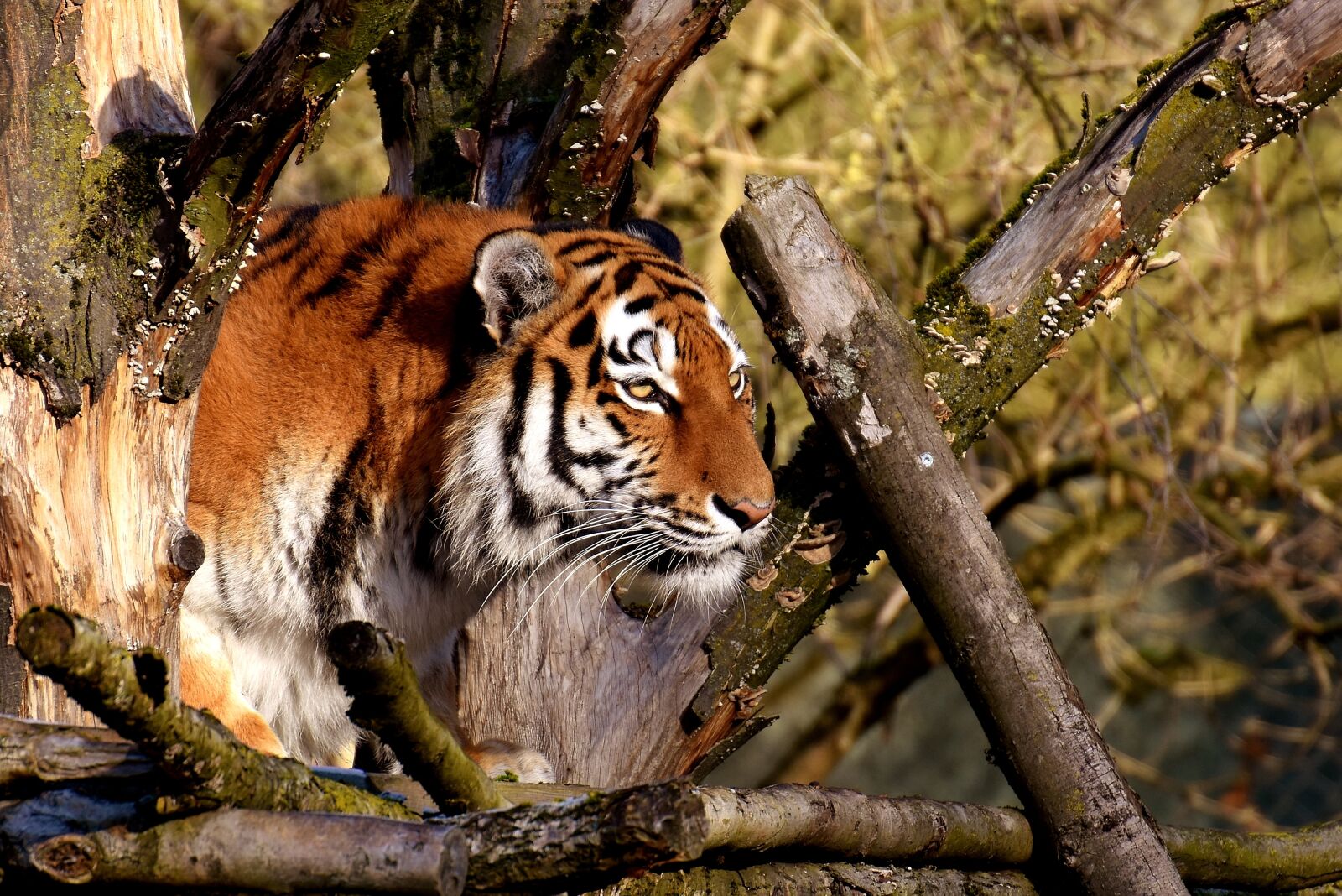 Nikon D7200 sample photo. Tiger, predator, fur photography