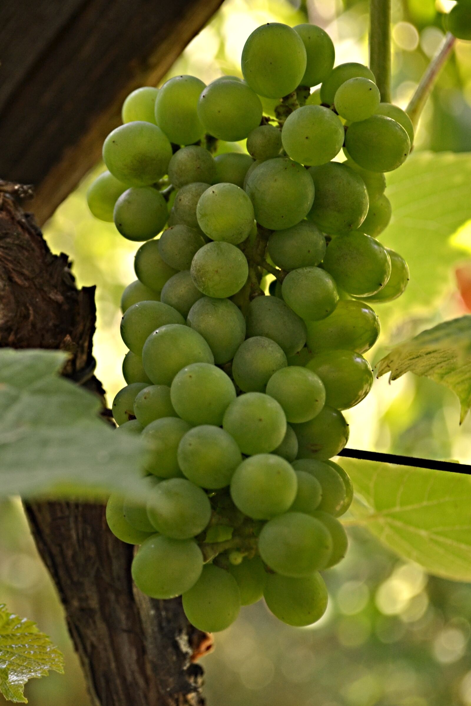 Nikon D3100 sample photo. Cluster, wine, grapes photography
