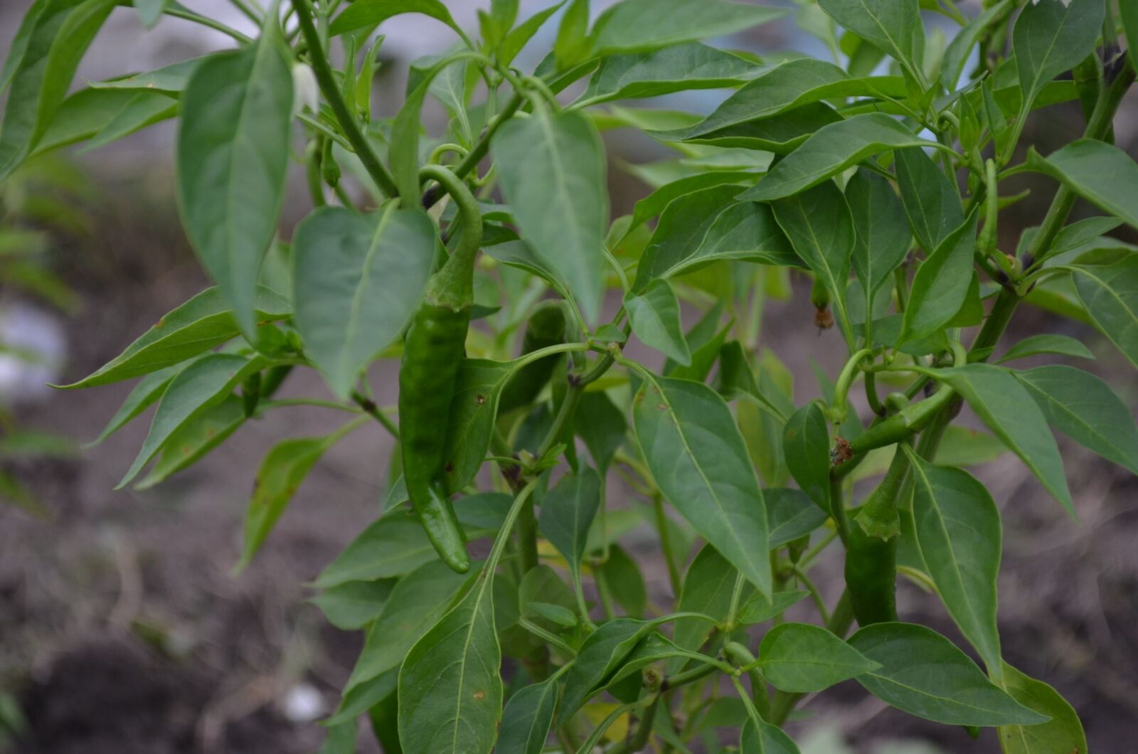 Nikon D5100 sample photo. Chilly, garden, vegetable photography
