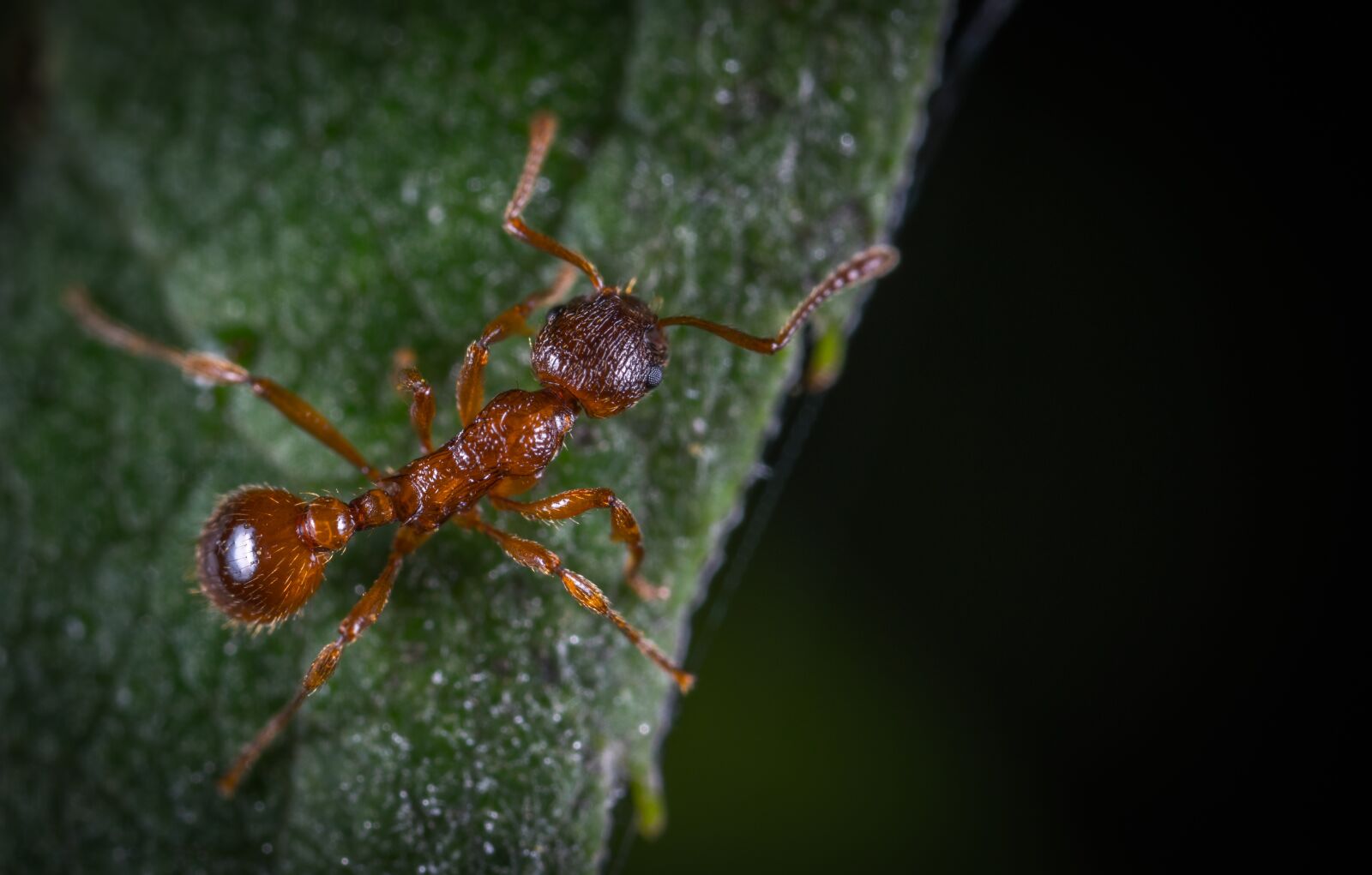 #124 65/2.8 sample photo. Insect, bespozvonochnoe, nature photography