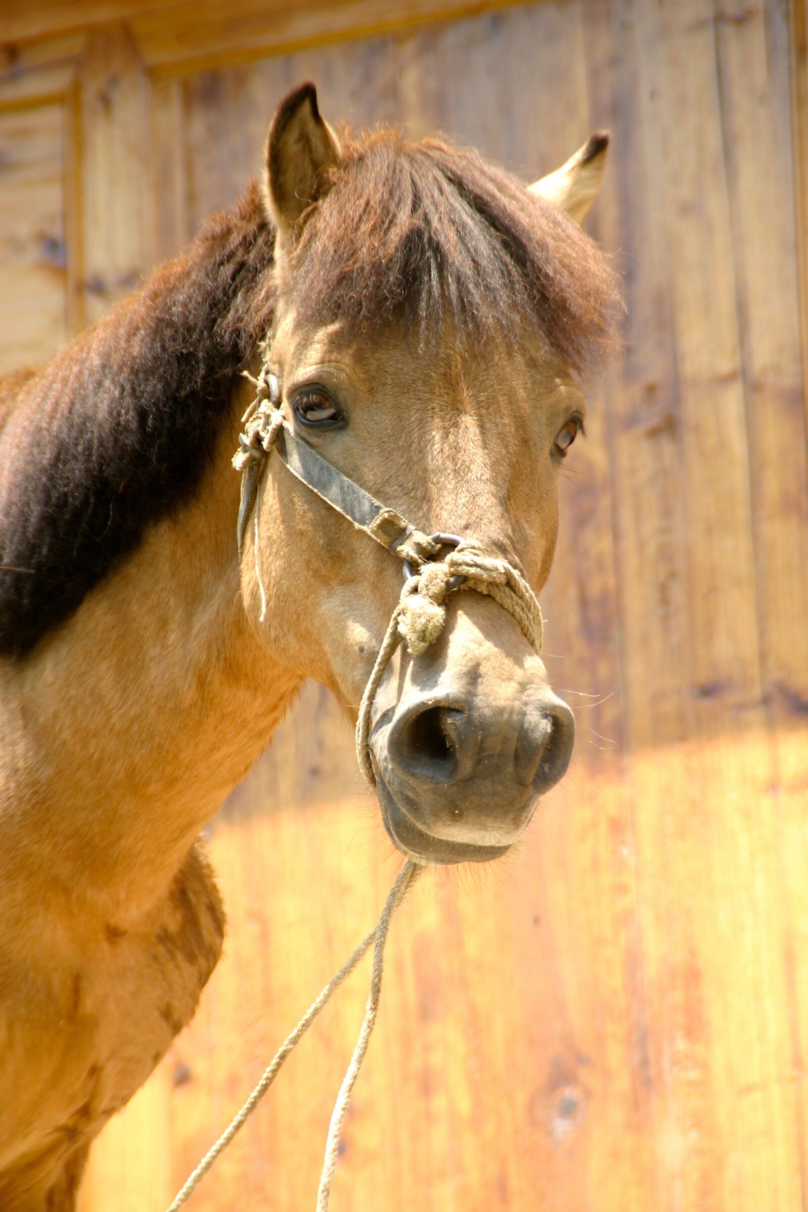 Canon EOS 10D sample photo. Horse, china, gaul photography
