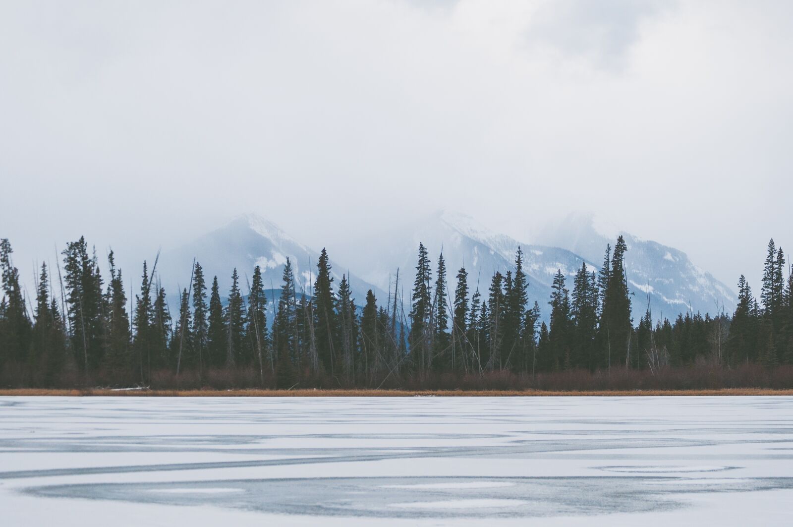 Nikon D5000 sample photo. Conifer, fog, ice photography