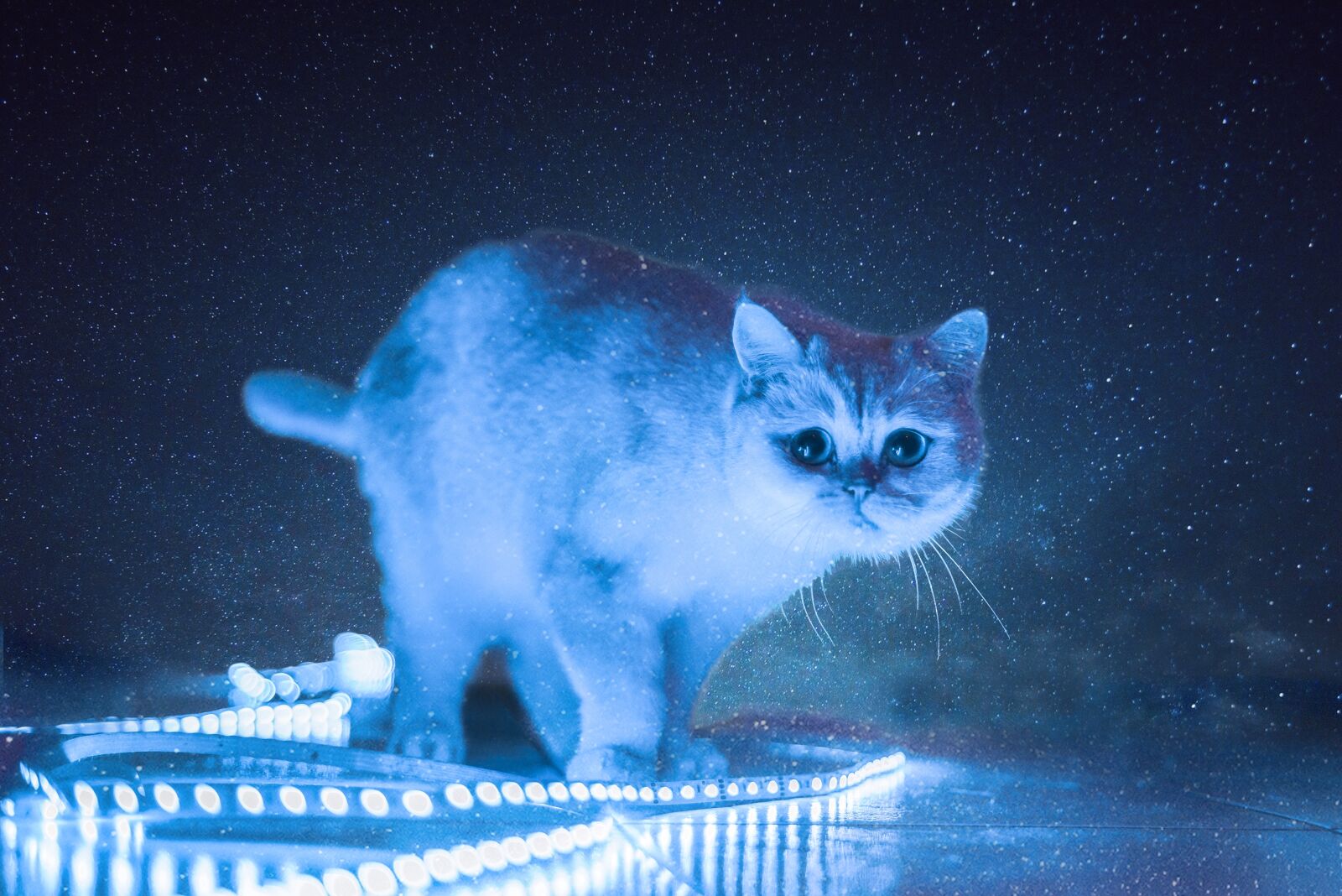 Nikon D800 sample photo. Cat, kitten, animals photography