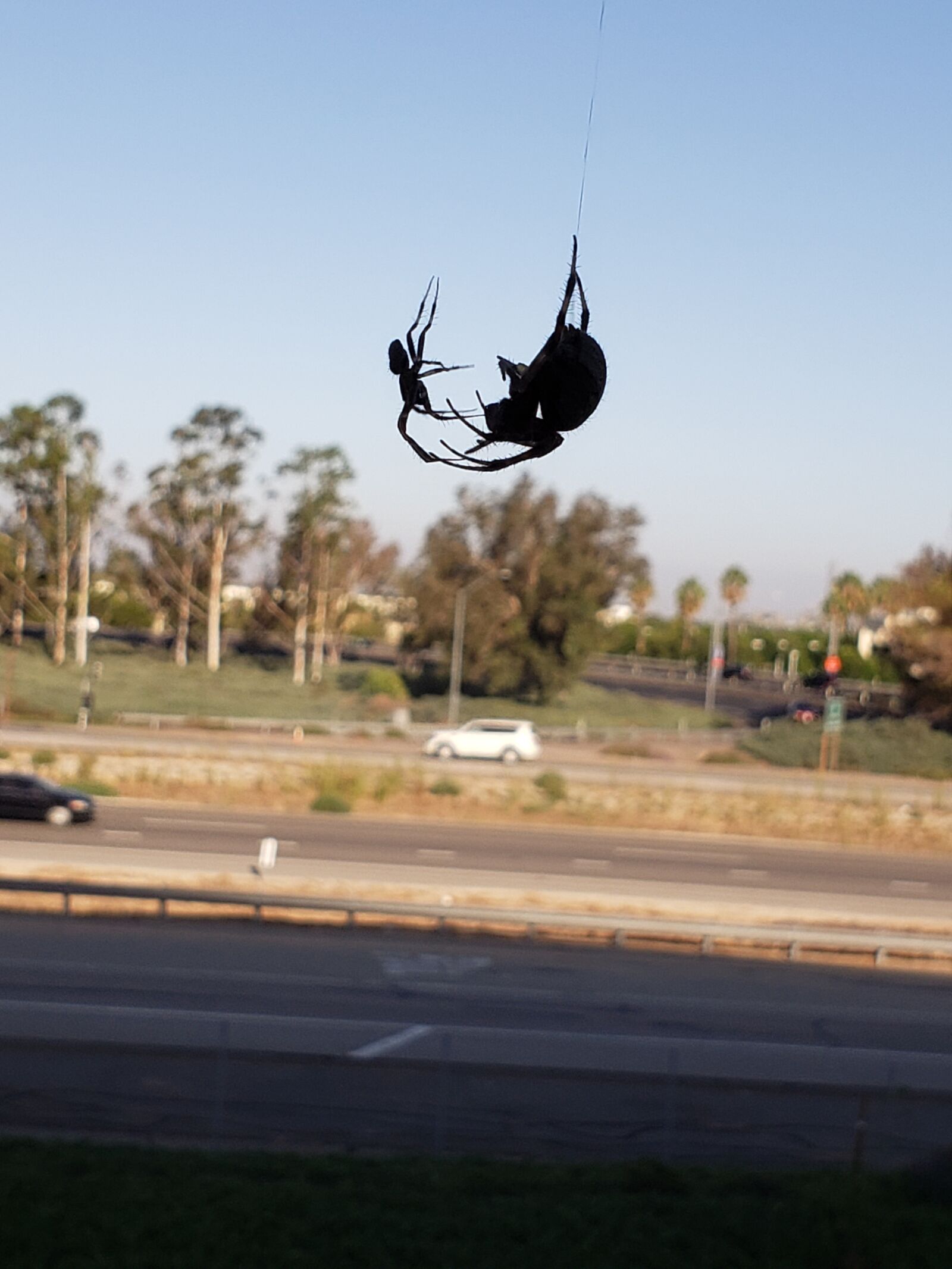 Samsung Galaxy S9 sample photo. Black widow, spider, spiders photography
