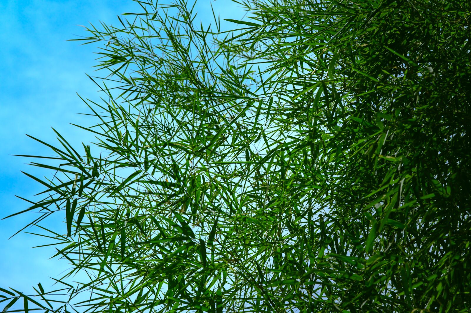 Nikon D500 sample photo. Bamboo leaves, bamboo grove photography